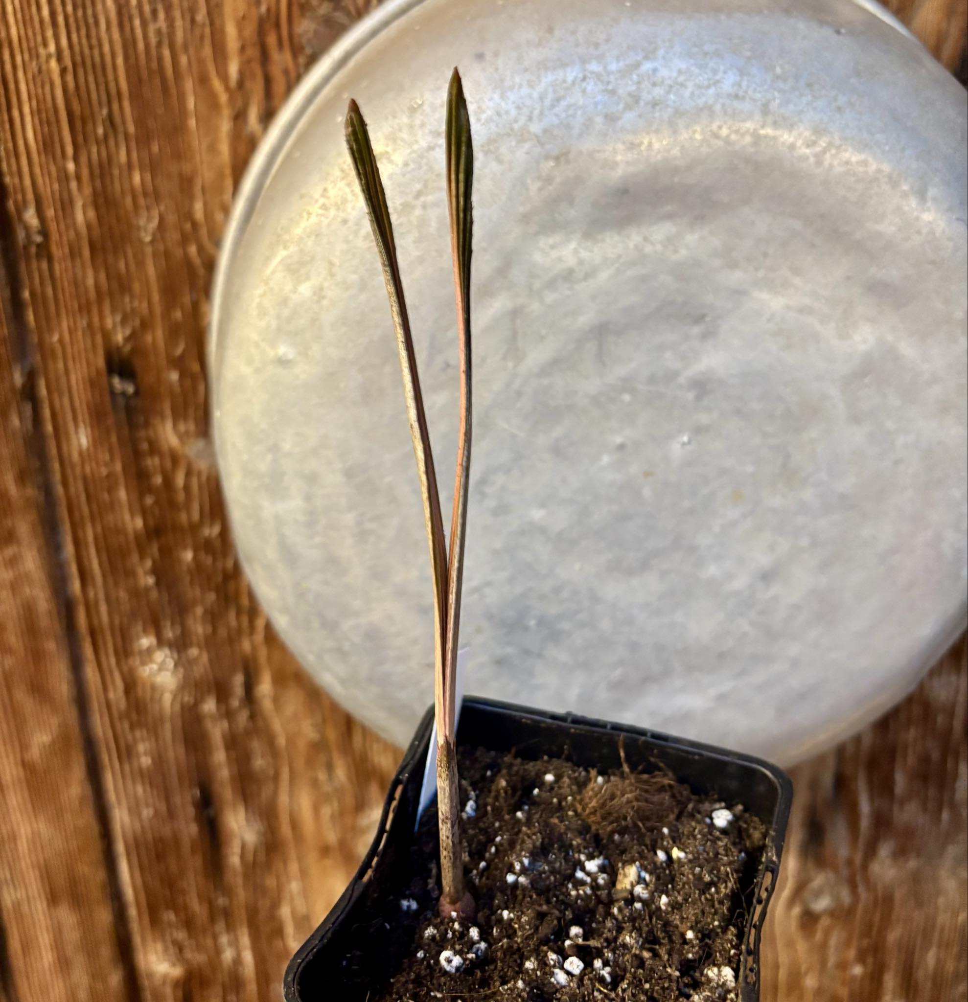 Salak (Salacca zalacca) -  1 potted seedling / 1 getopfter Sämling
