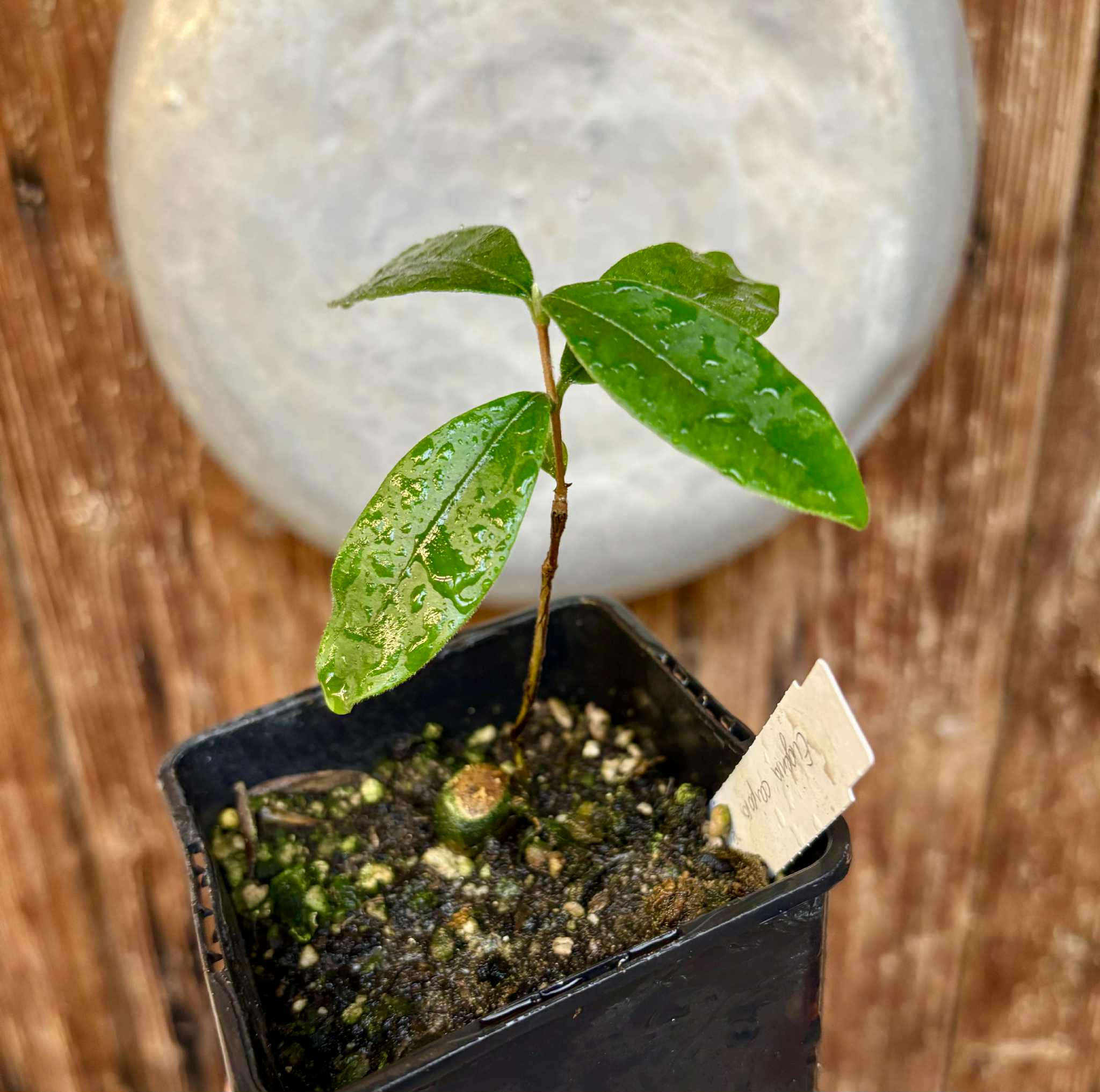 Eugenia caipora BIG -  1 potted plant / 1 getopfte Pflanze