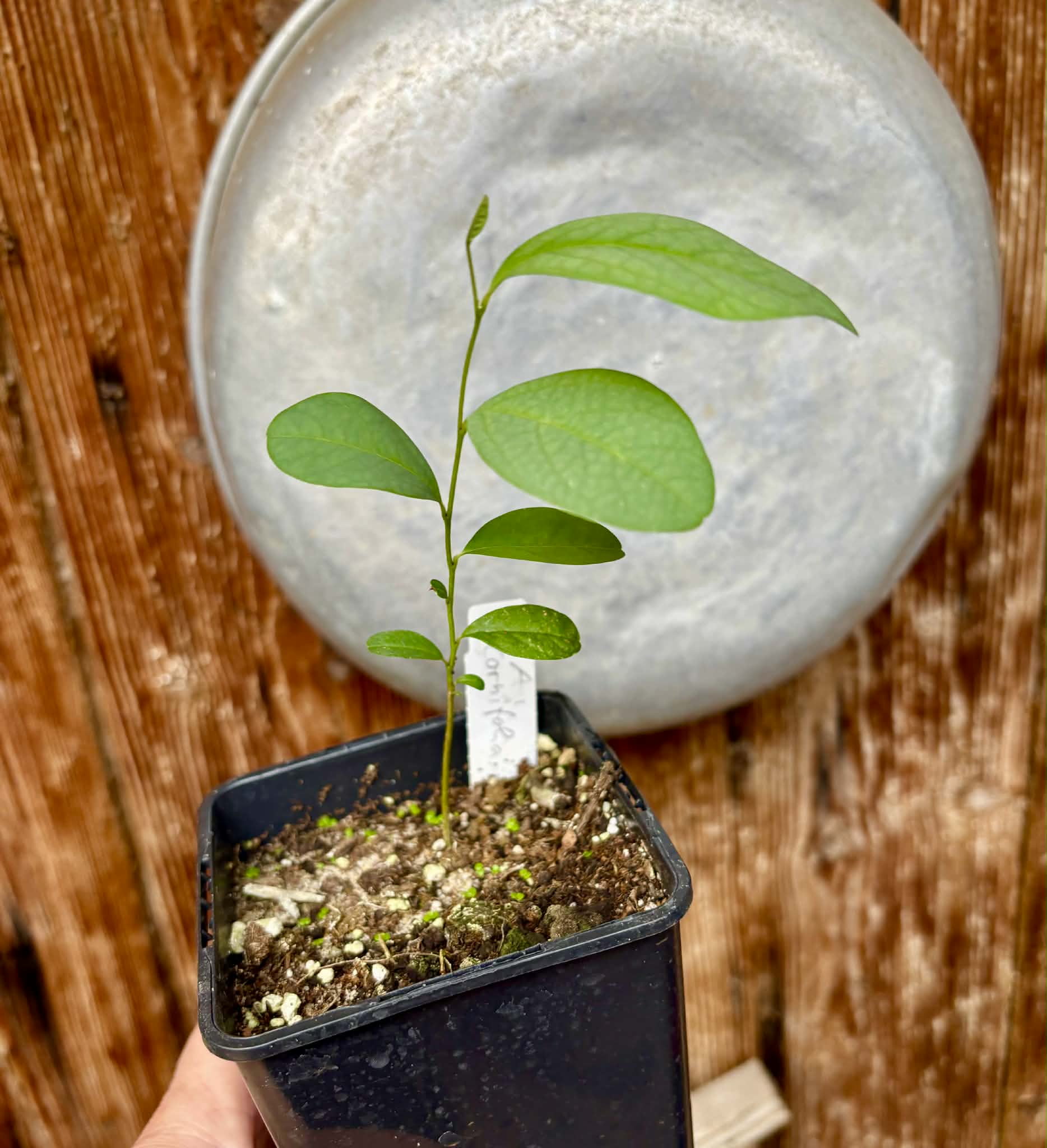 Annona cornifolia - Araticum de Raposa  - 1 potted plant / 1 getopfte Pflanze