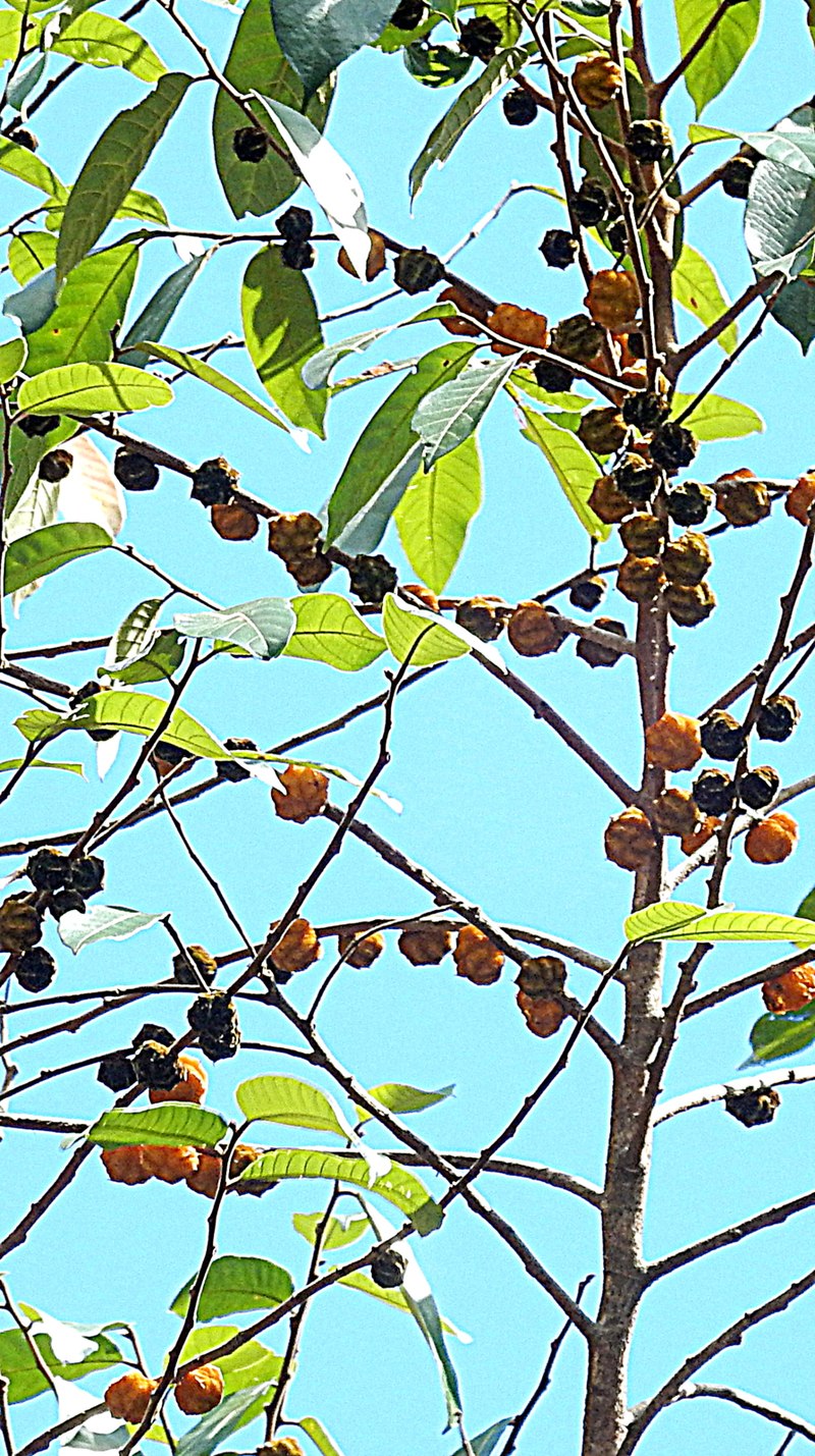 Wild Yellow Mulberry (Helicostylis tomentosa) - 1 fresh seed / 1 frischer Samen