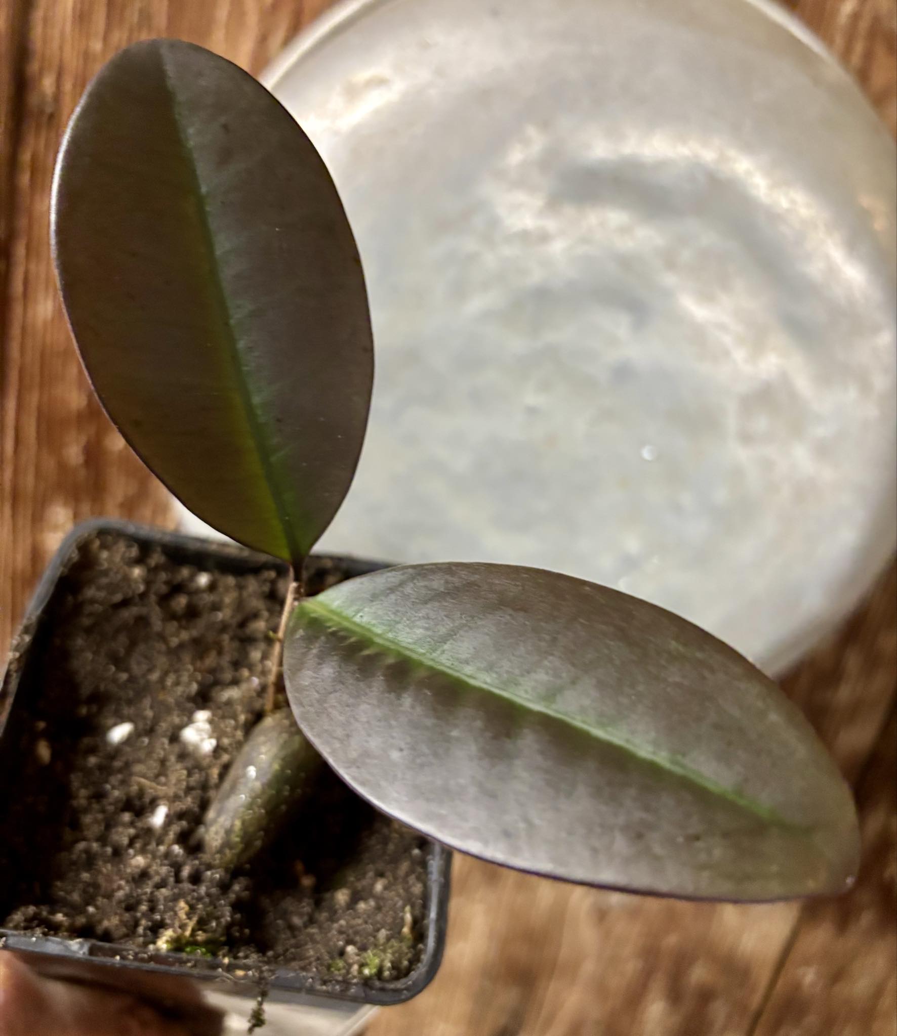 Eugenia sp Essencia negra - 1 potted seedling / 1 getopfter Sämling