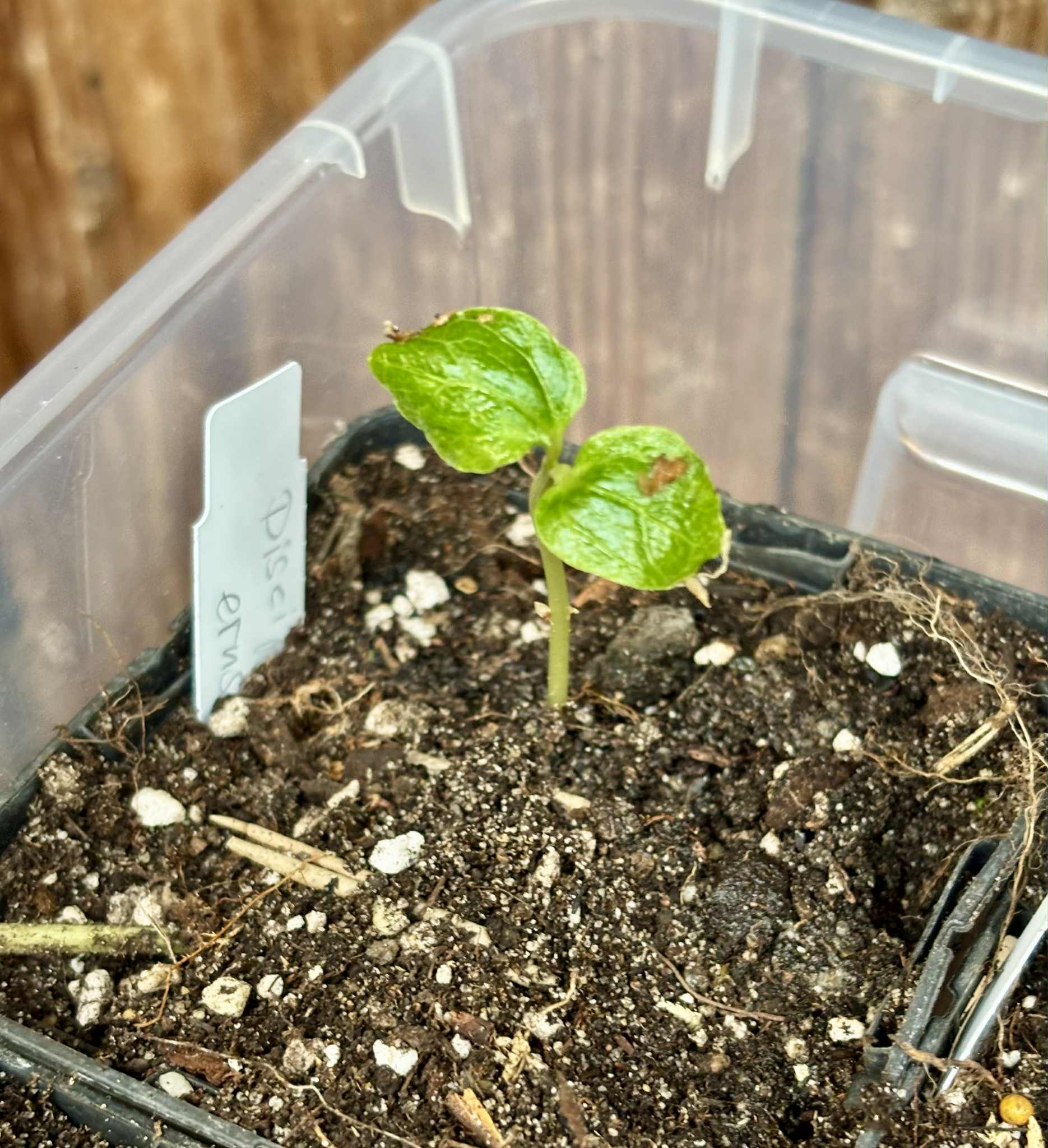 Uva do Mato Escarlate (Disciphania ernstii) -  1 fresh potted seedling / 1 frisch getopfter Sämling