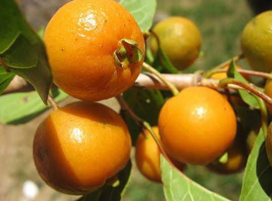 Campomanesia xanthocarpa -  1 germinated seed / 1 gekeimter Samen