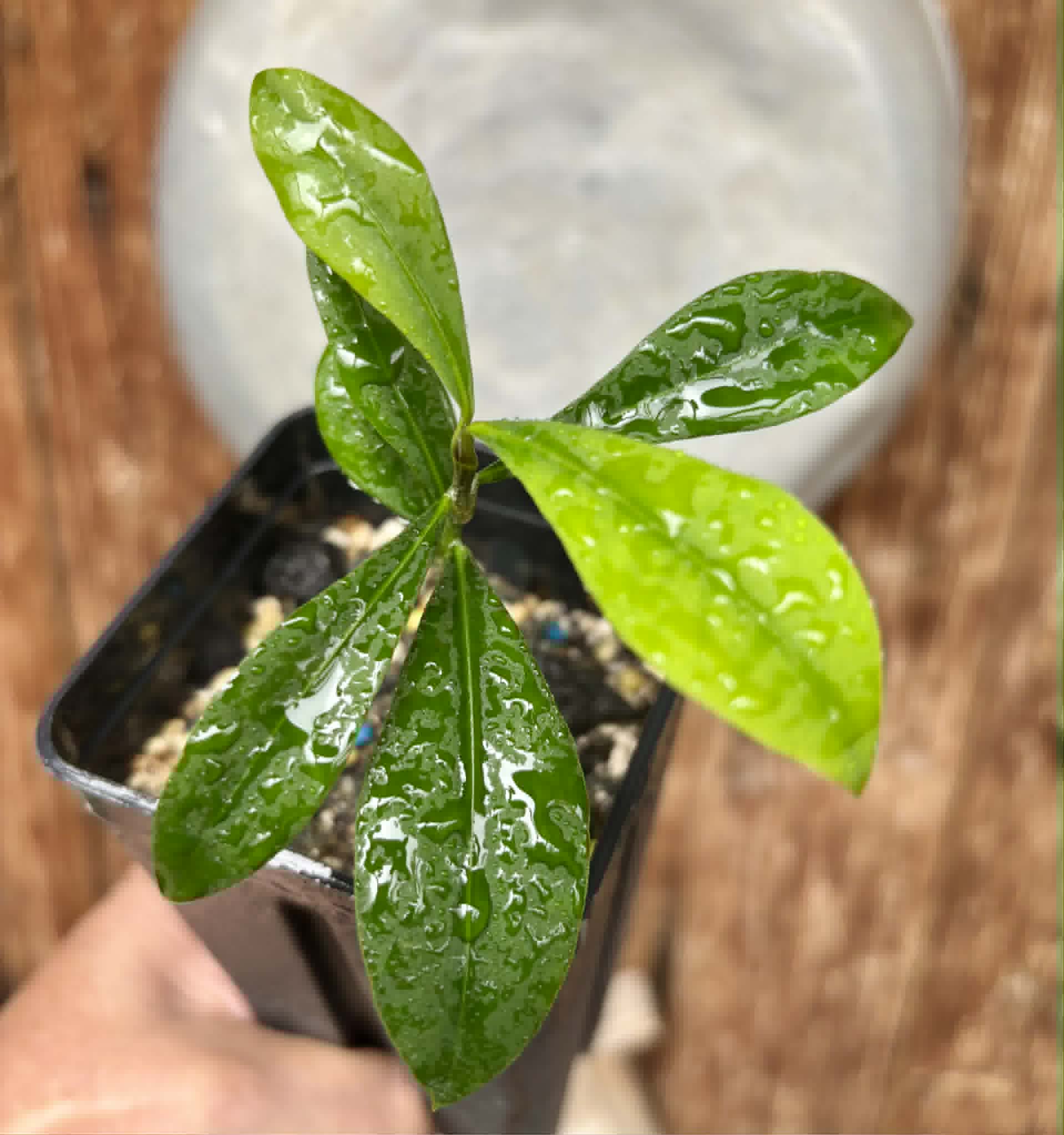 Lemon Drop Mangosteen (Garcinia intermedia) - 1 potted plant / 1 getopfte Pflanze