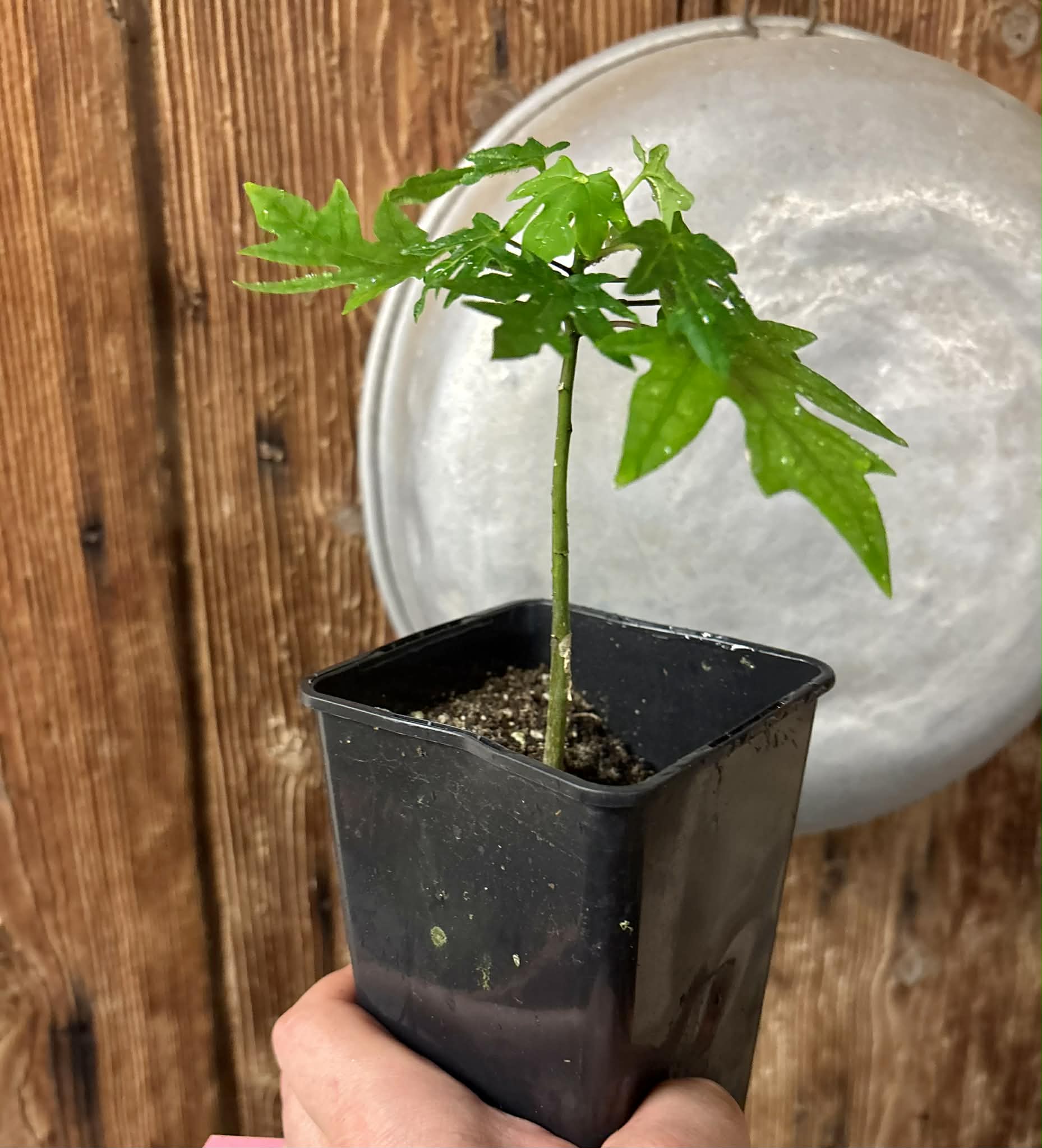 Yellow Krabi Papaya (Carica papaya) - 1 potted seedling / 1 getopfter Sämling