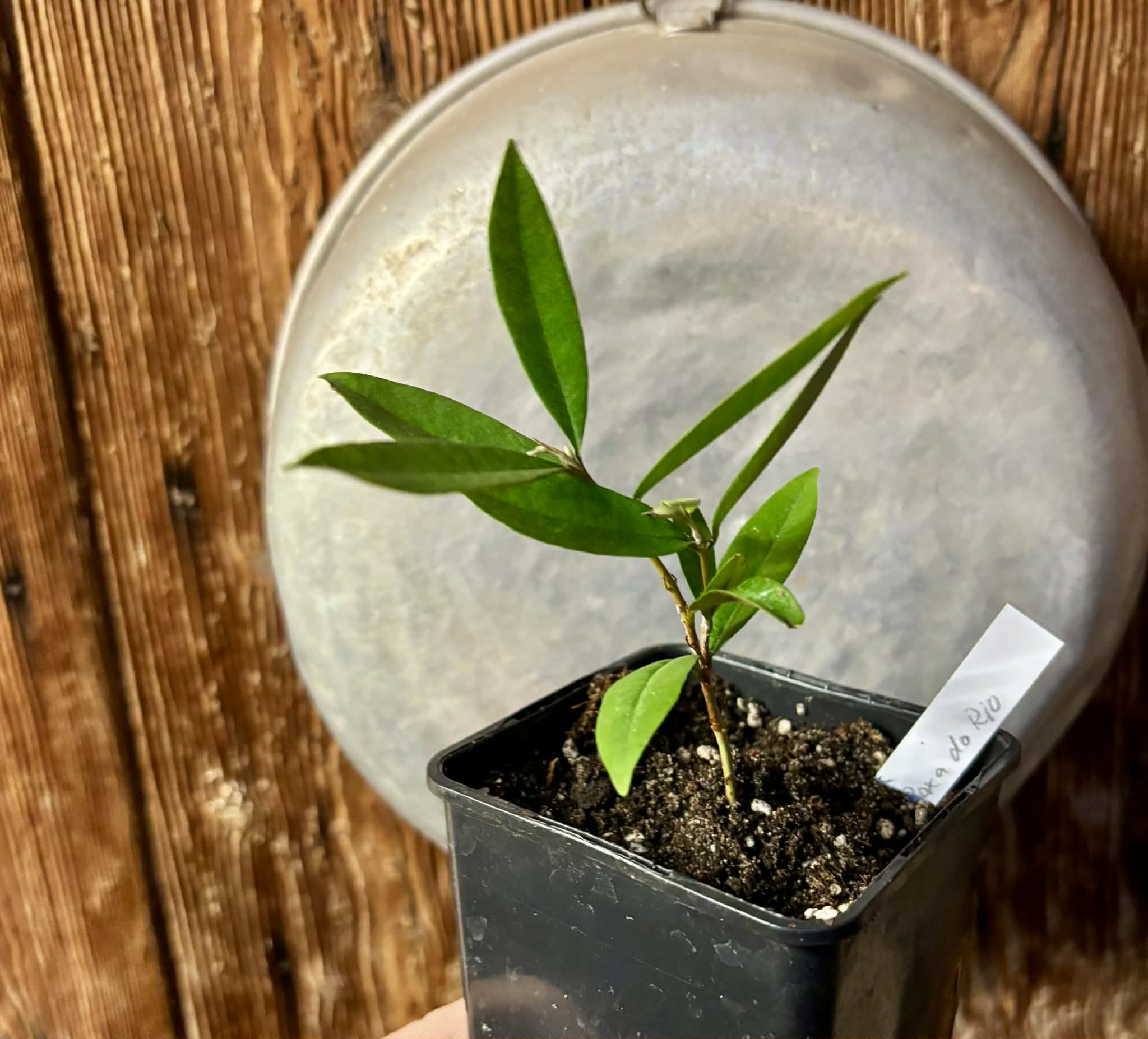 Eugenia sp Roxa do Rio - 1 potted seedling / 1 getopfter Sämling