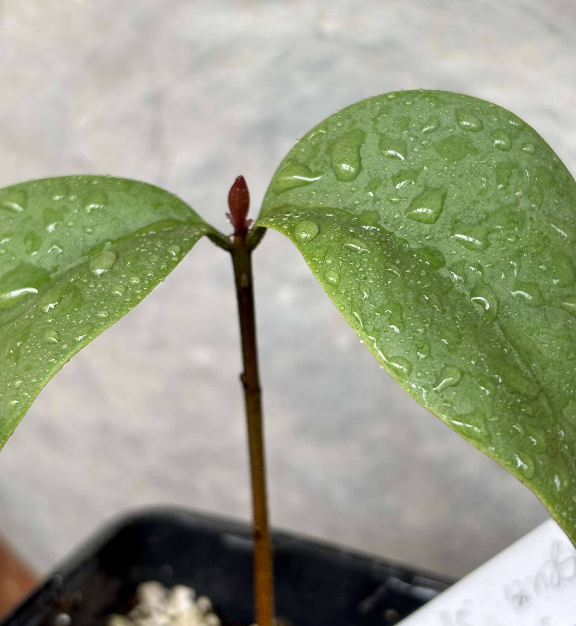 Eugenia sp Unana -  1 small potted seedling / 1 kleiner getopfter Sämling