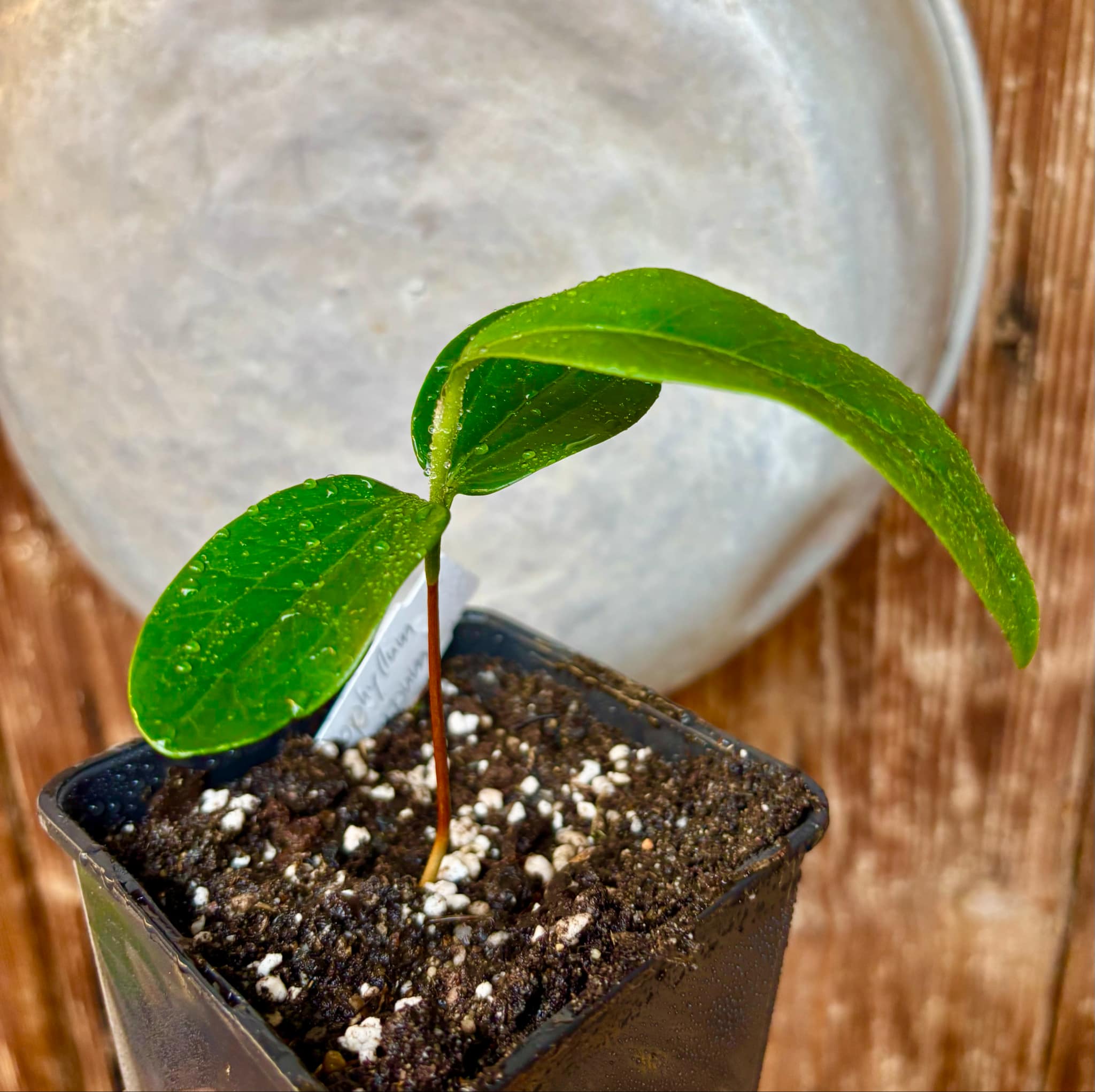Aquai (Chrysophyllum gonocarpum)  -  1 small potted seedling / 1 kleiner, getopfter Sämling