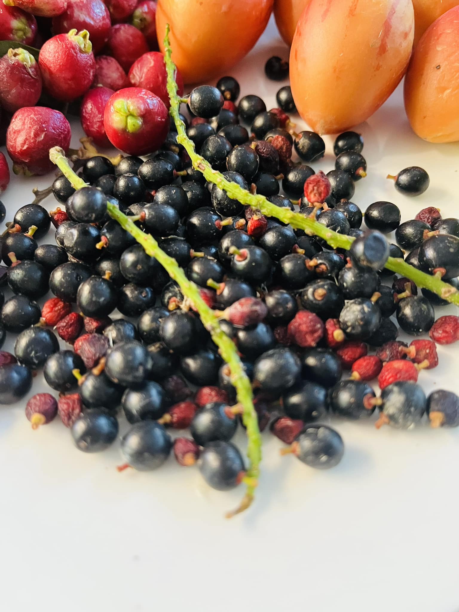 Bignay (Antidesma bunius) -  10 fresh seeds / 10 frische Samen