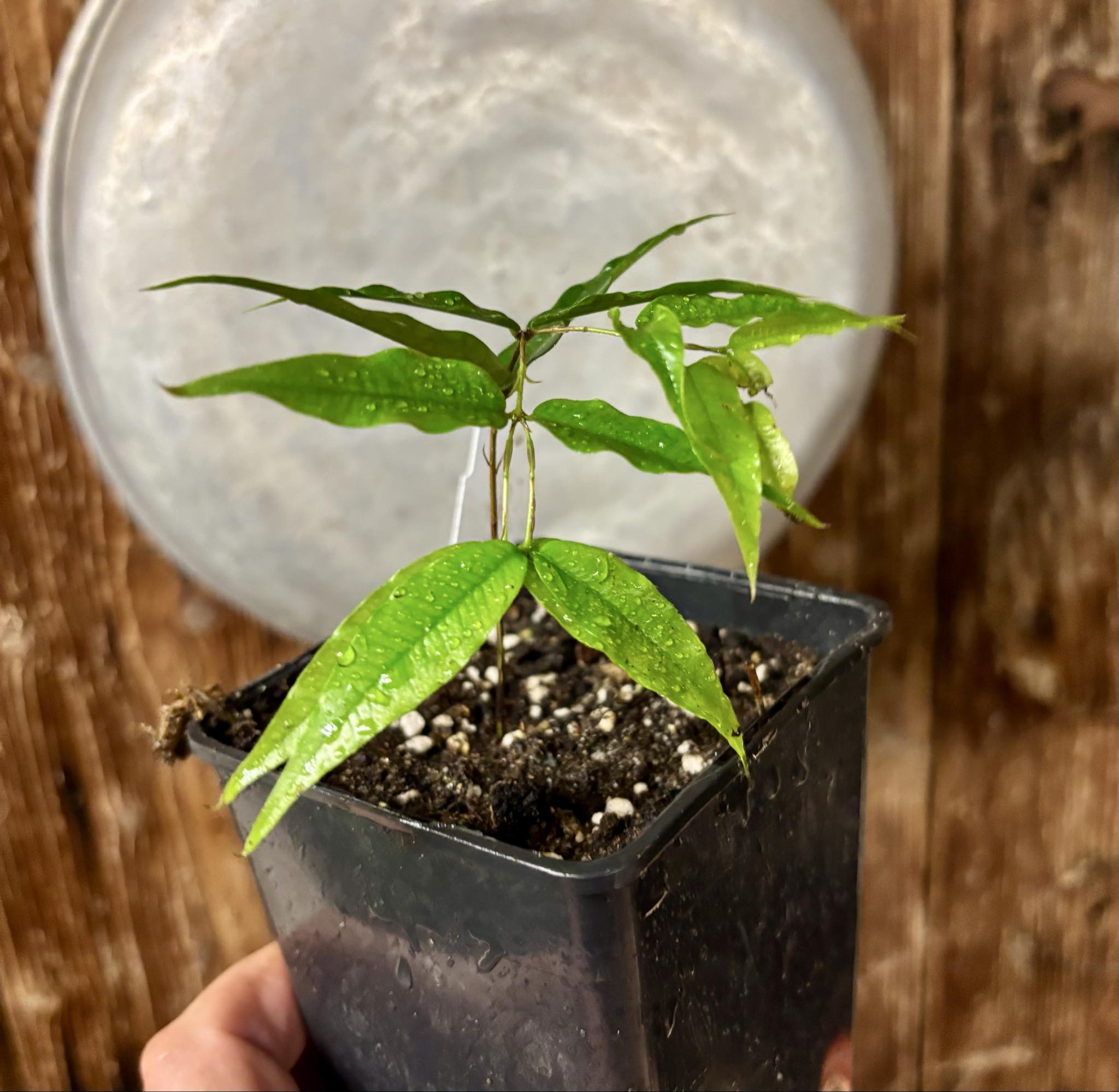 Plinia sp Cabo longo Sao Joao -  1 potted seedling / 1  getopfter Sämling  Plinia sp Cabo longo Sao Joao -  1 potted seedling / 1  getopfter Sämling