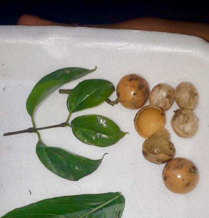 Strychnos pseudoquina - 1 fresh seed / 1 frischer Samen