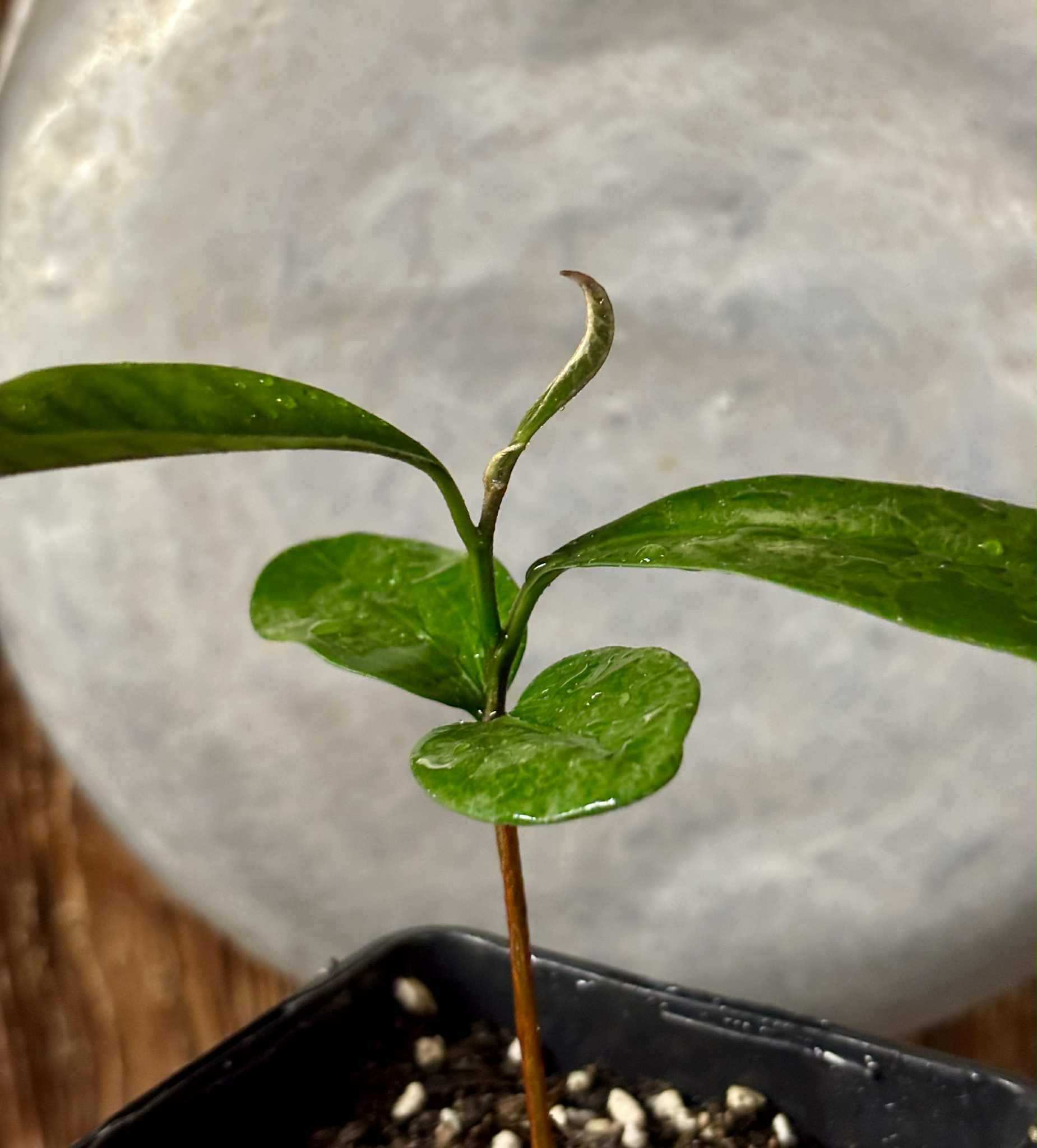 Aquai (Chrysophyllum gonocarpum)  -  1  potted seedling / 1 getopfter Sämling