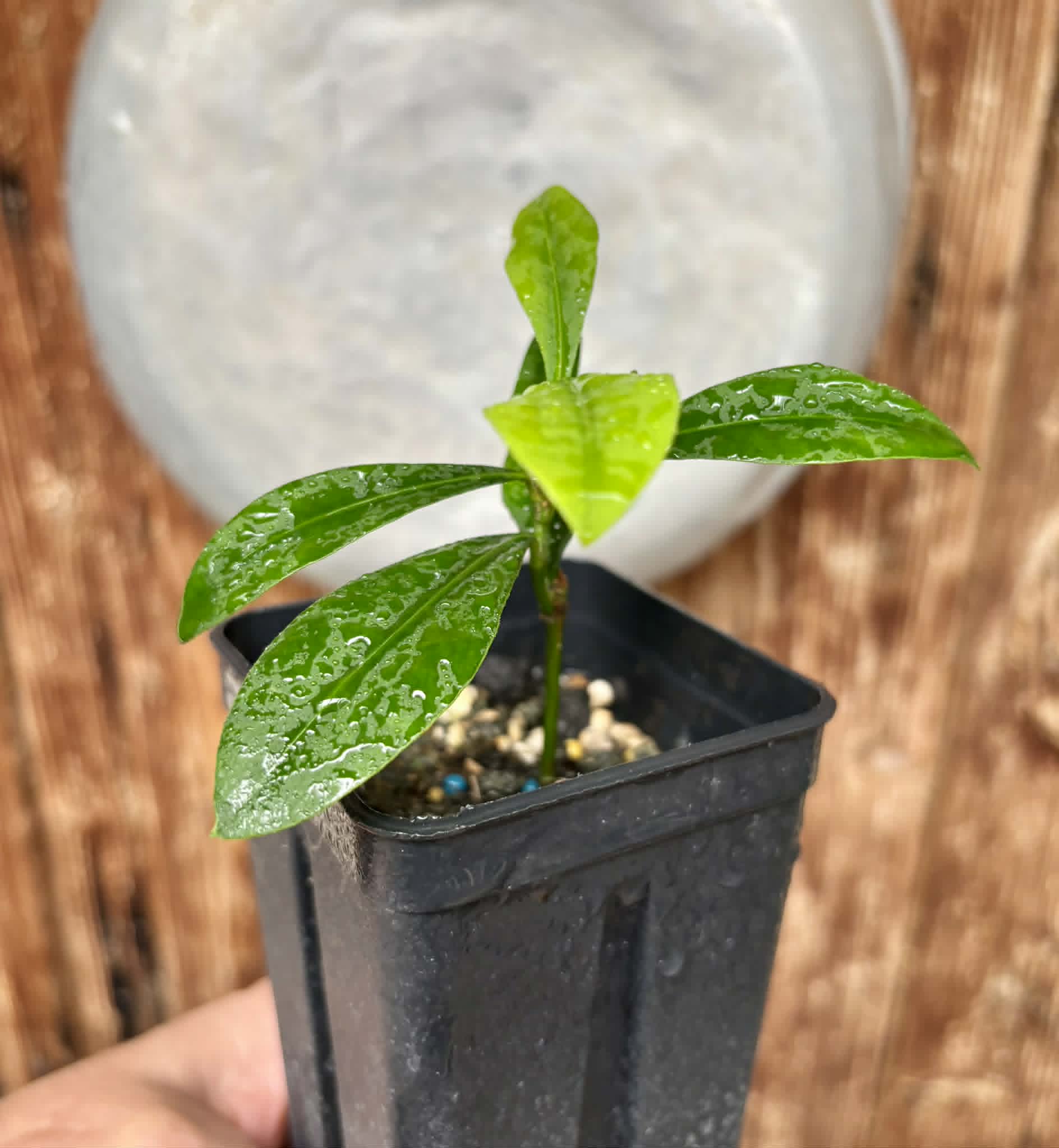 Lemon Drop Mangosteen (Garcinia intermedia) - 1 potted plant / 1 getopfte Pflanze