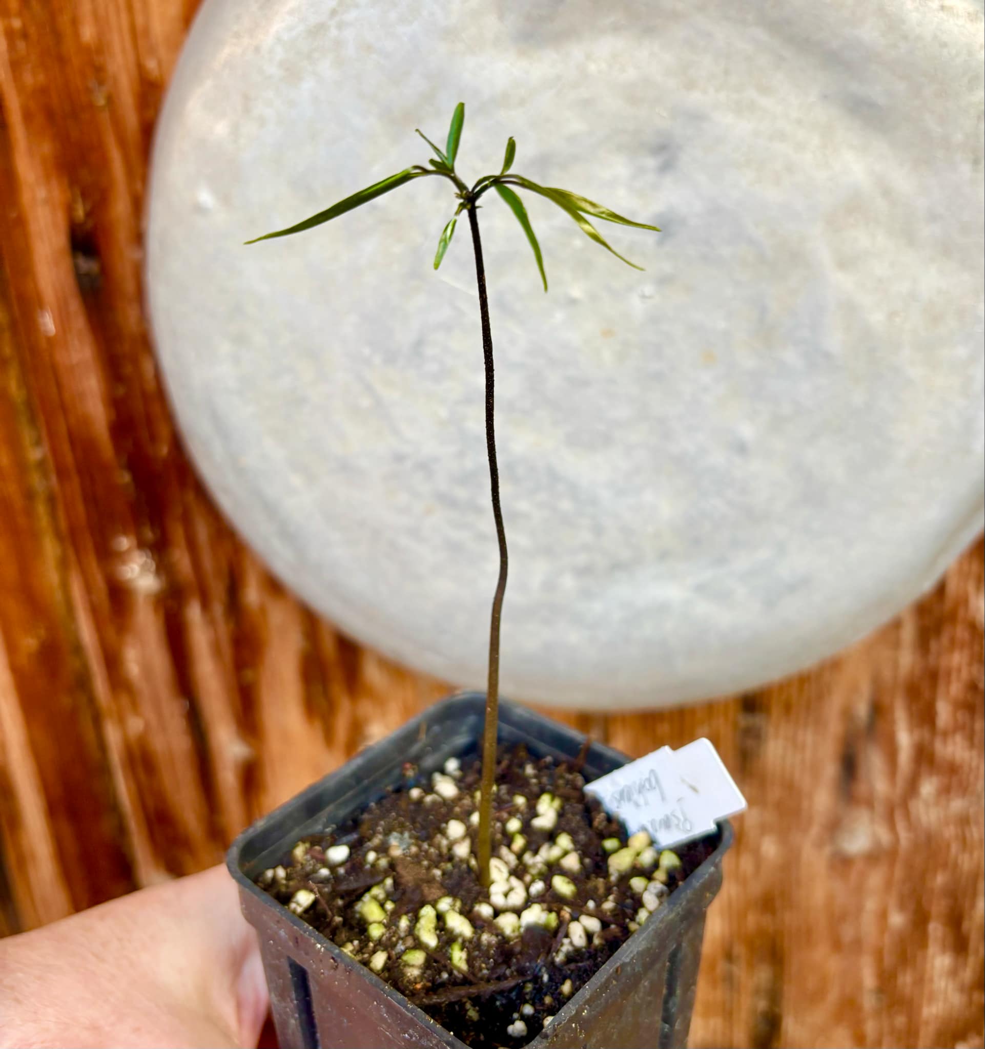 Pseudoxandra bahiensis - 1 small potted seedling / 1 kleiner, getopfter Sämling