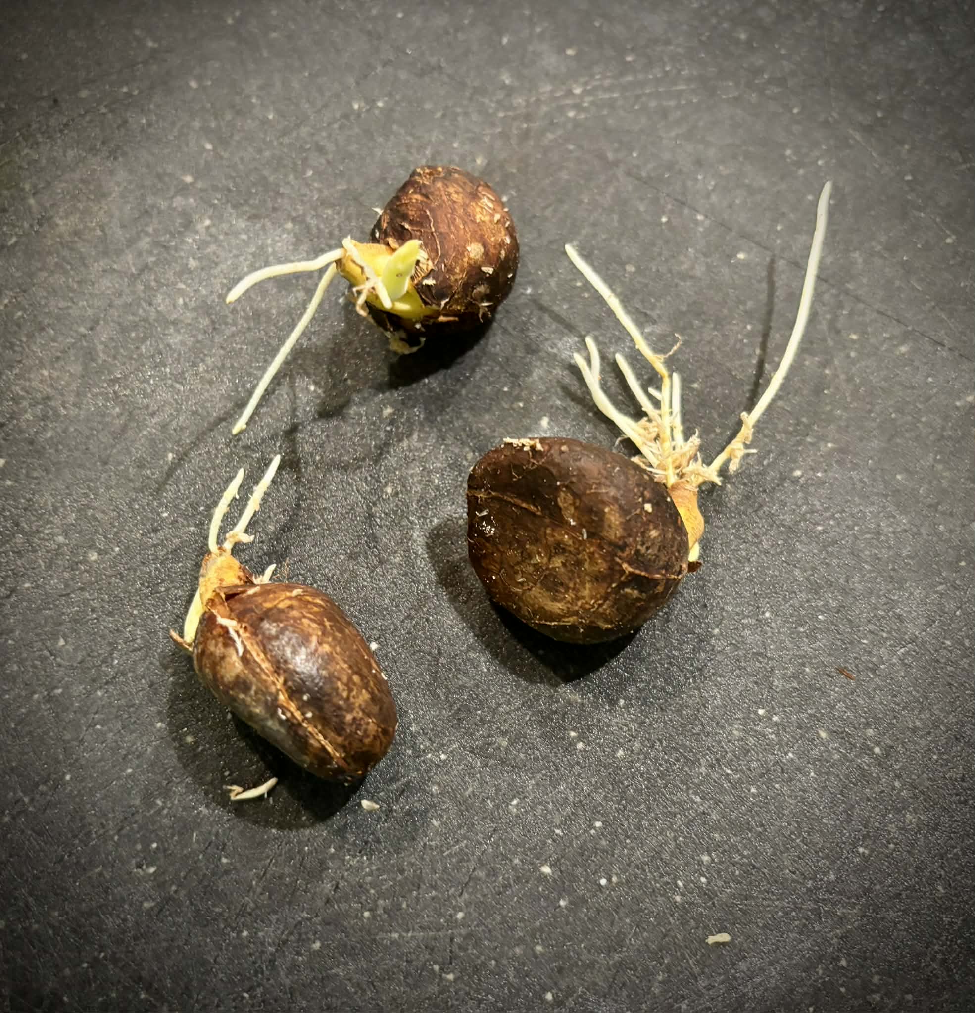 Artocarpus camansi / Tropical Chestnut (Wild Breadfruit)