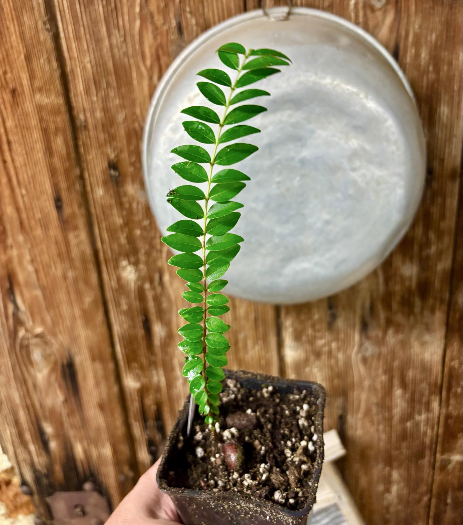 Myrciaria sp Pastora - 1 potted seedling / 1 getopfter Sämling