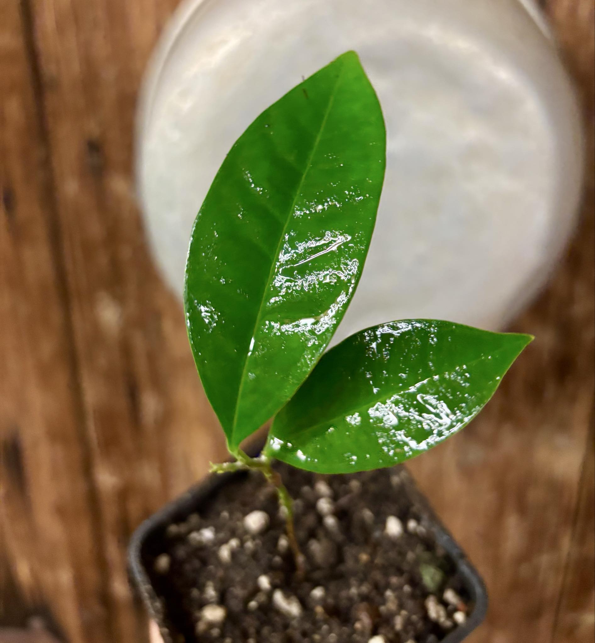 Syzygium sp Khao Luang - 1 potted plant / 1 getopfte Pflanze