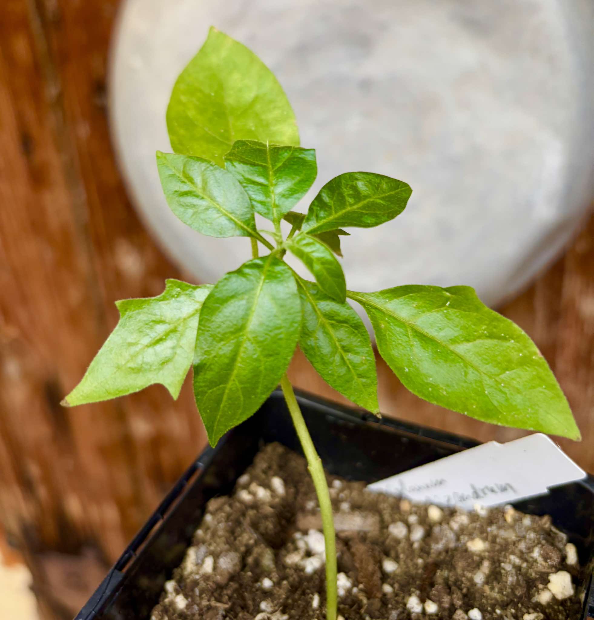 Solanum schizandrum - 1 small, potted seedling / 1 kleiner, getopfter Sämling