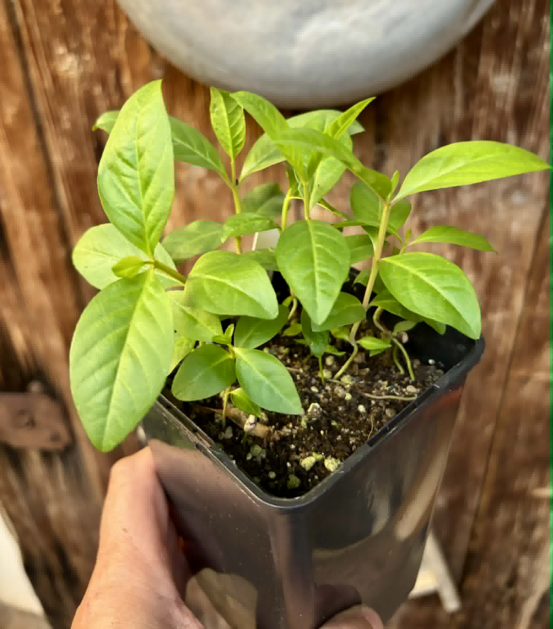 7 in 1 pot - Psidium guajava  "Paluma"  - 7 seedlings in one pot / 7 Sämlinge in einem Topf