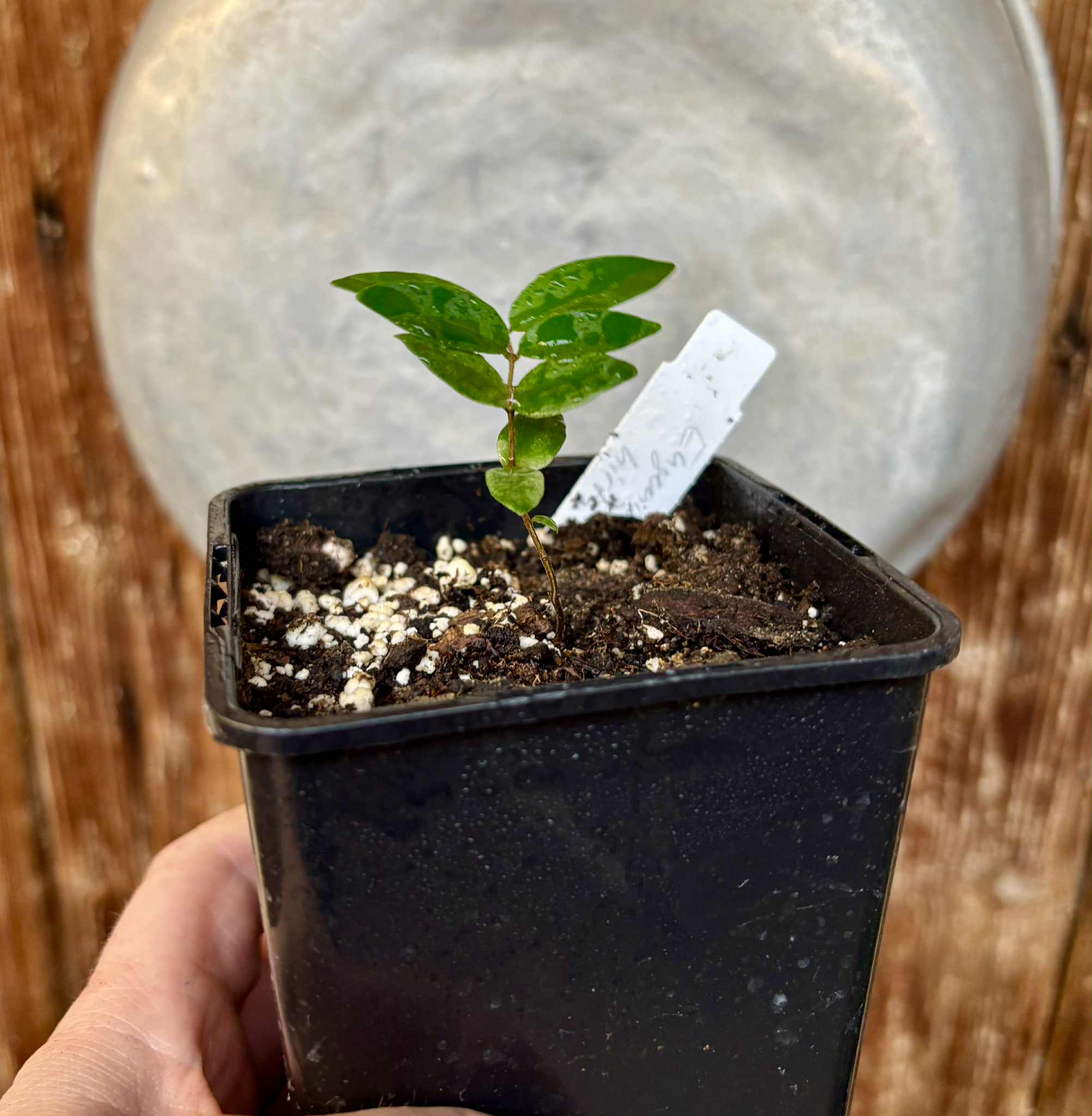 Eugenia hirta - 1 potted seedling/ 1 getopfter Sämling