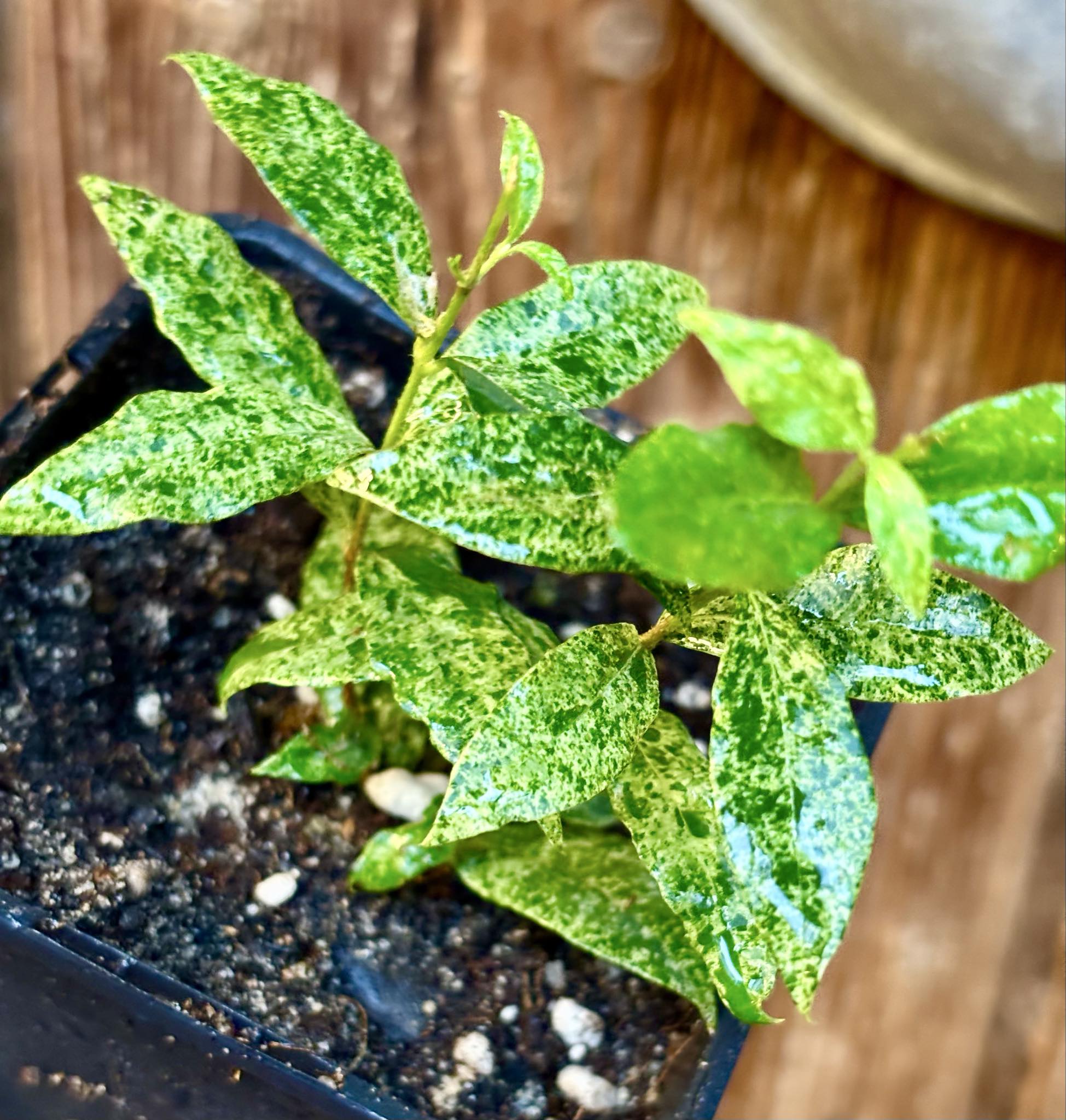 two shots from one cutting - variegated Acerola (Malpighia glabra) rooted cutting - 1 potted rooted cutting / 1 getopfter, bewurzelter Steckling