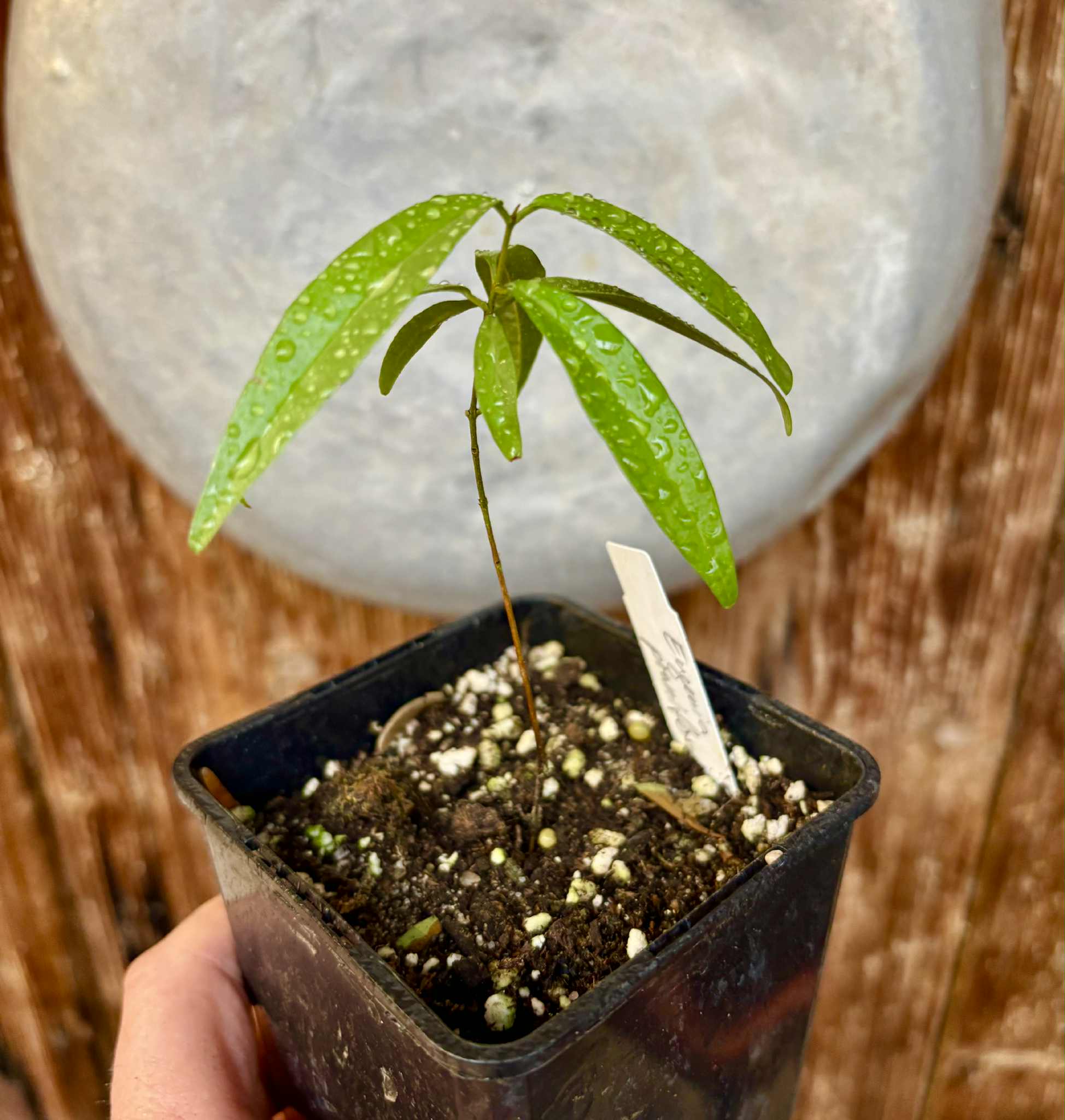 Eugenia pruniformis - Ameixa da Preta - 1 potted plant / 1 getopfte Pflanze