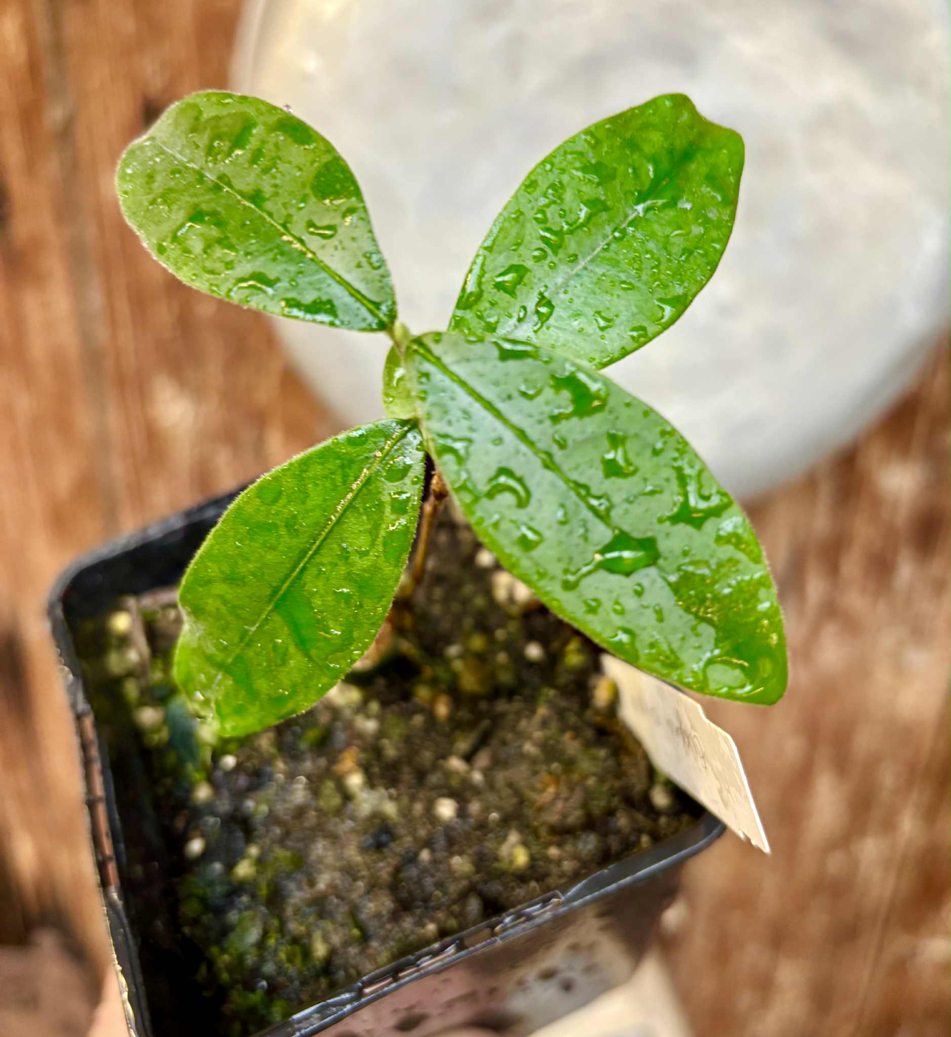 Eugenia caipora BIG -  1 potted plant / 1 getopfte Pflanze