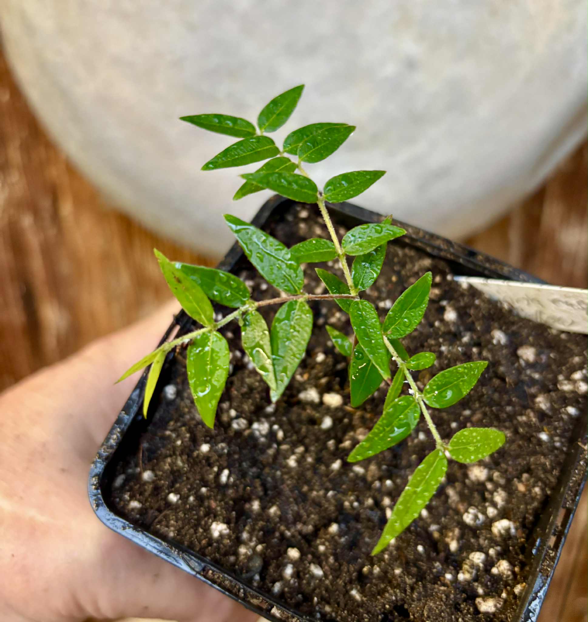 Myrciaria cuspidata YELLOW - 1 small potted plant / 1 kleine, getopfte Pflanze Myrciaria cuspidata YELLOW - 1 small potted plant / 1 kleine, getopfte Pflanze
