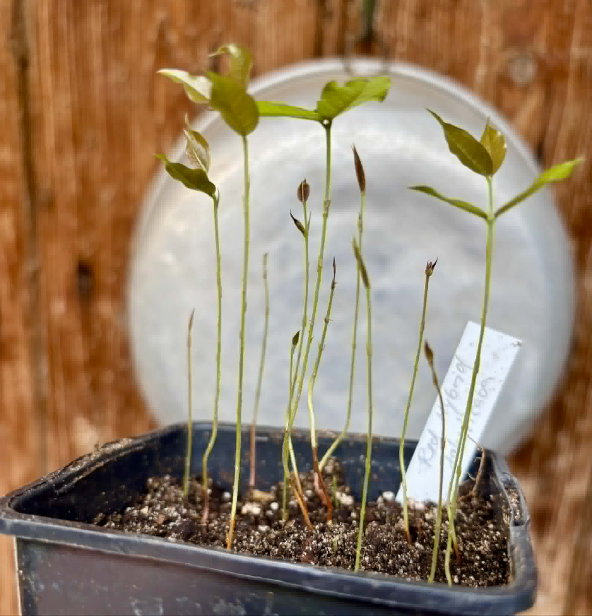 12 in 1 pot - Red Hybrid Jaboticaba (Plinia cauliflora x aureana) - 12 seedlings in one pot / 12 Sämlinge in einem Topf