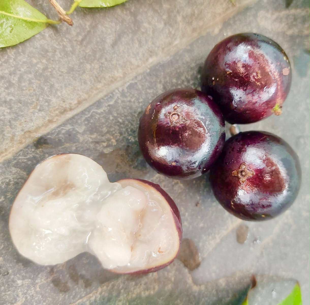 Plinia sp. do Frade - 1 fresh seed / 1 frischer Samen