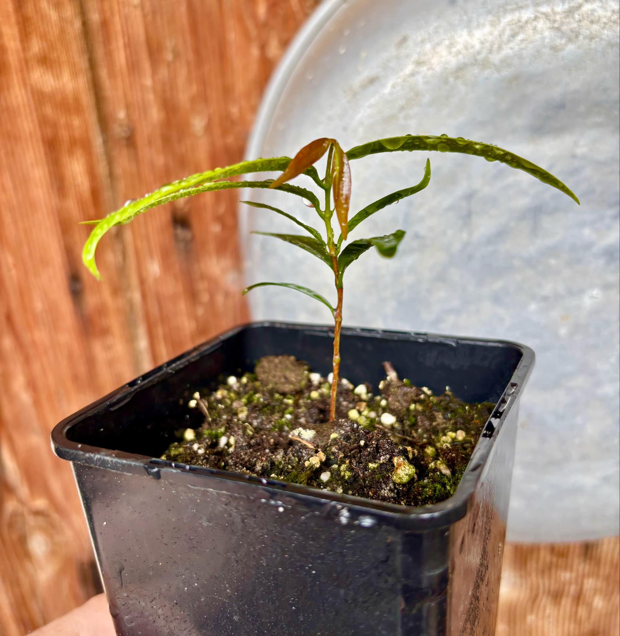 Marliera sp Cheirosa -  1 potted plant / 1 getopfte Pflanze