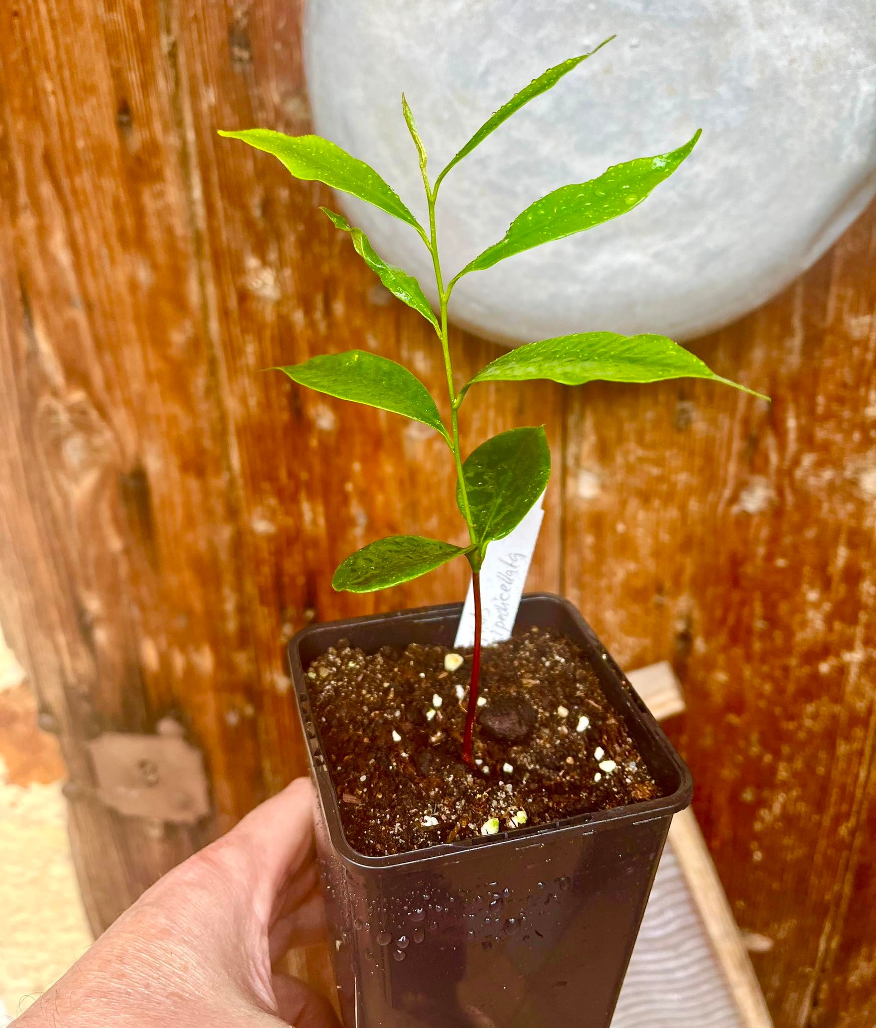 Micropholis crassipedicellata ,  1 potted plant / 1 getopfte Pflanze
