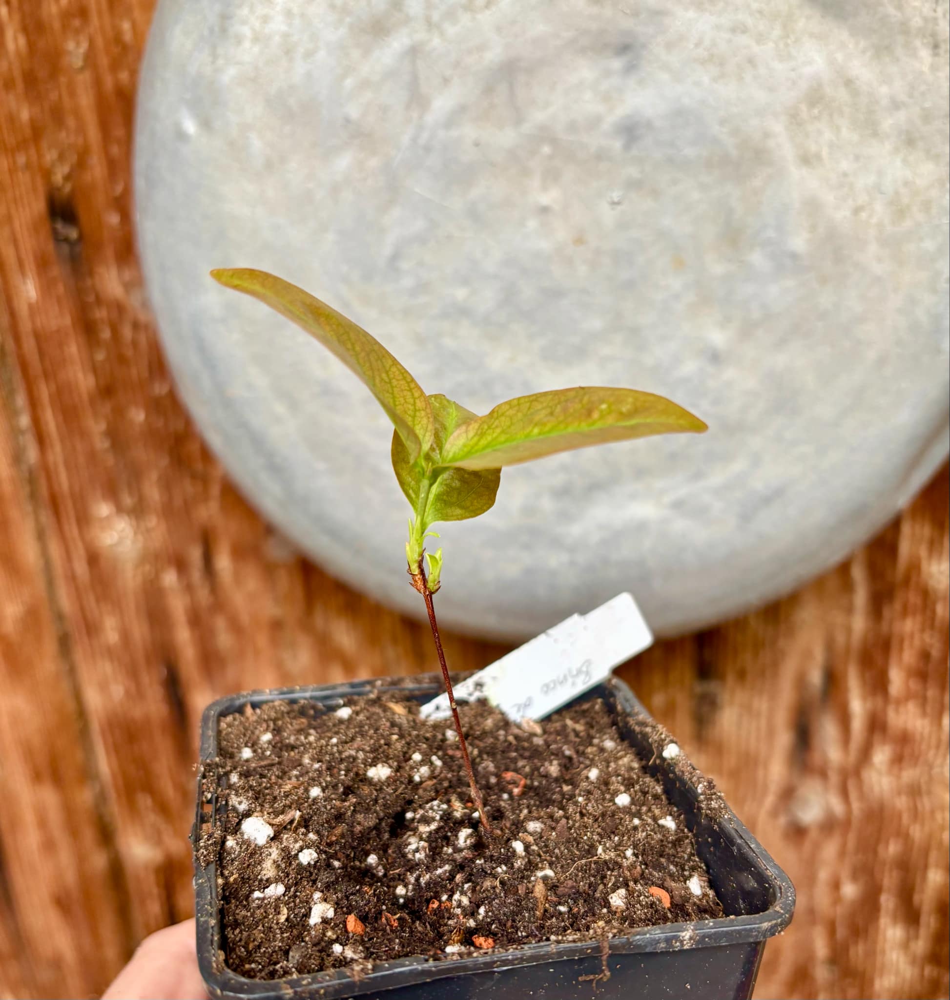 Cagaita var. "Brinco de Princesa" (Eugenia dysenterica) - 1 potted plant / 1 getopfte Pflanze