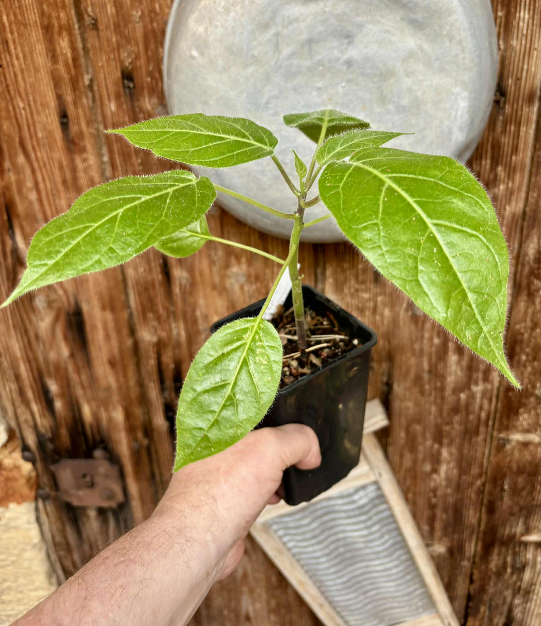 Solanum sibundoyense - 1 potted seedling / 1 getopfter Sämling
