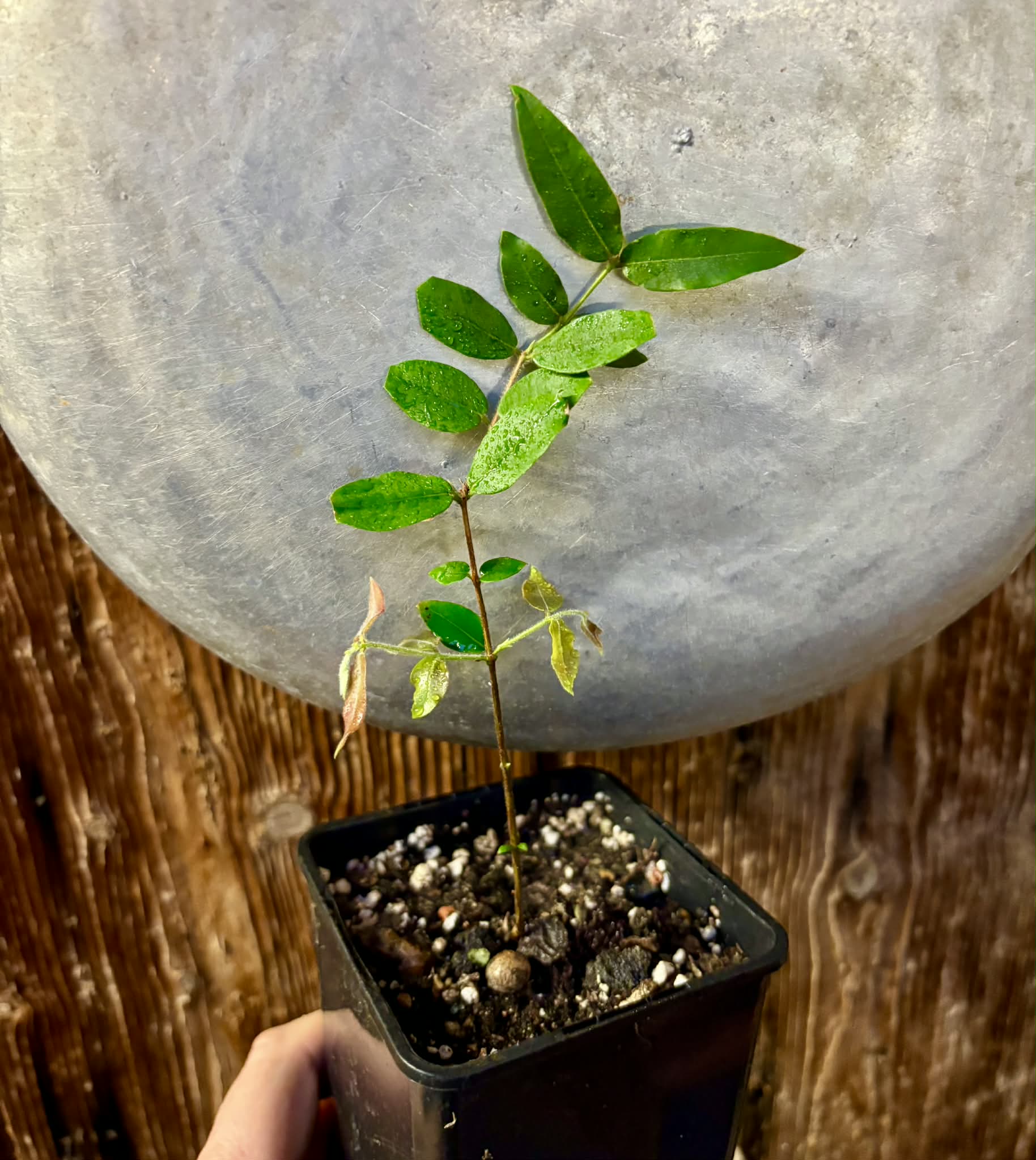 Myrciaria aff plinioides-  1 potted seedling / 1 getopfter Sämling