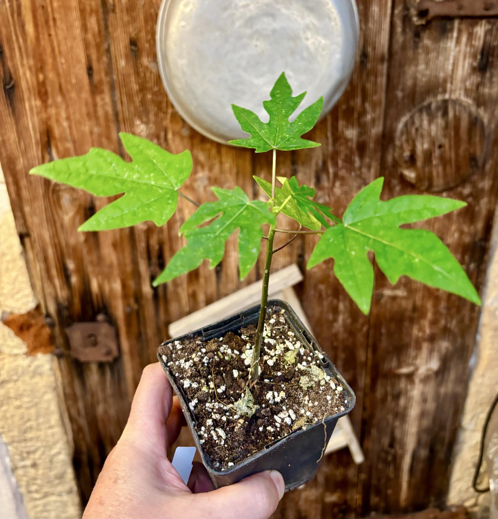 Red Holland Papaya (Carica papaya) - 1 small potted seedling / 1 kleiner, getopfter Sämling