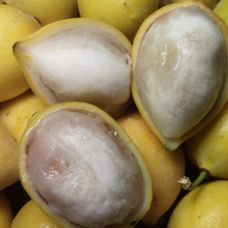 Garcinia gardneriana 1 seedling / 1 Sämling 