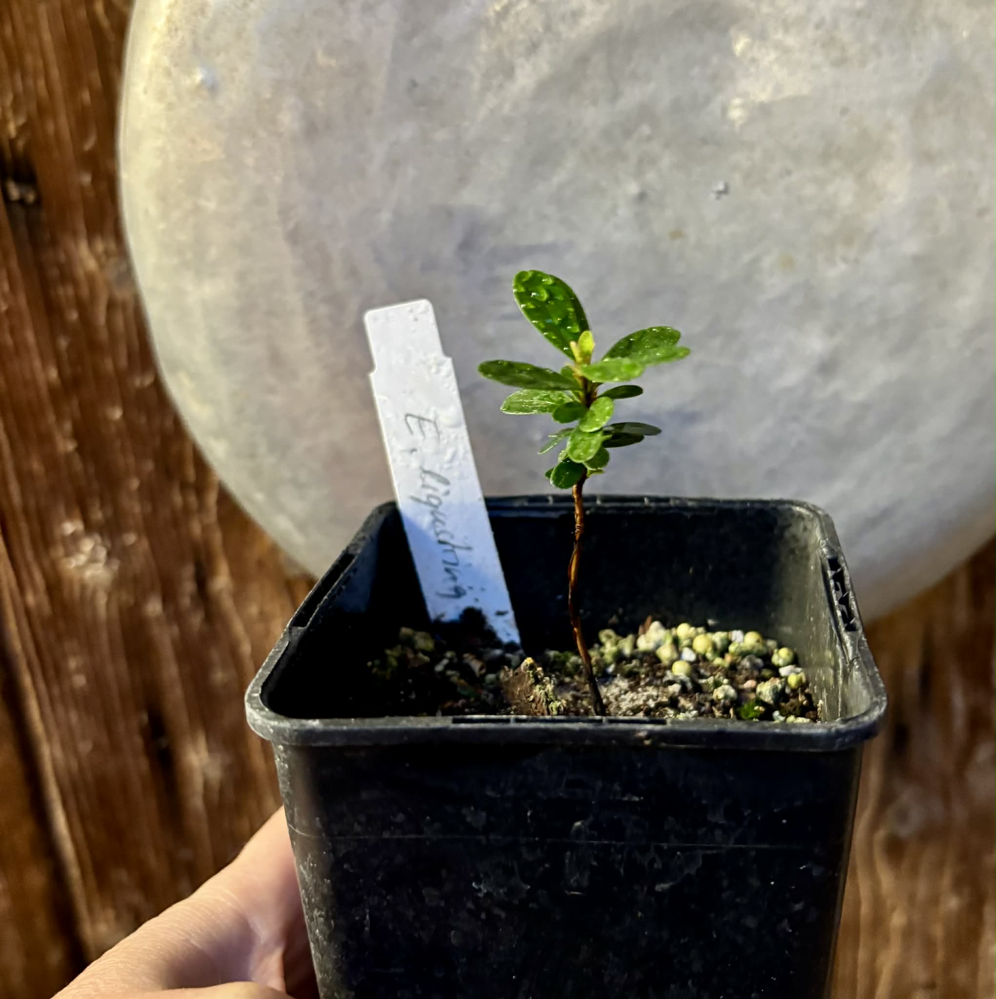 Eugenia ligustrina - 1 potted plant / 1 getopfte Pflanze