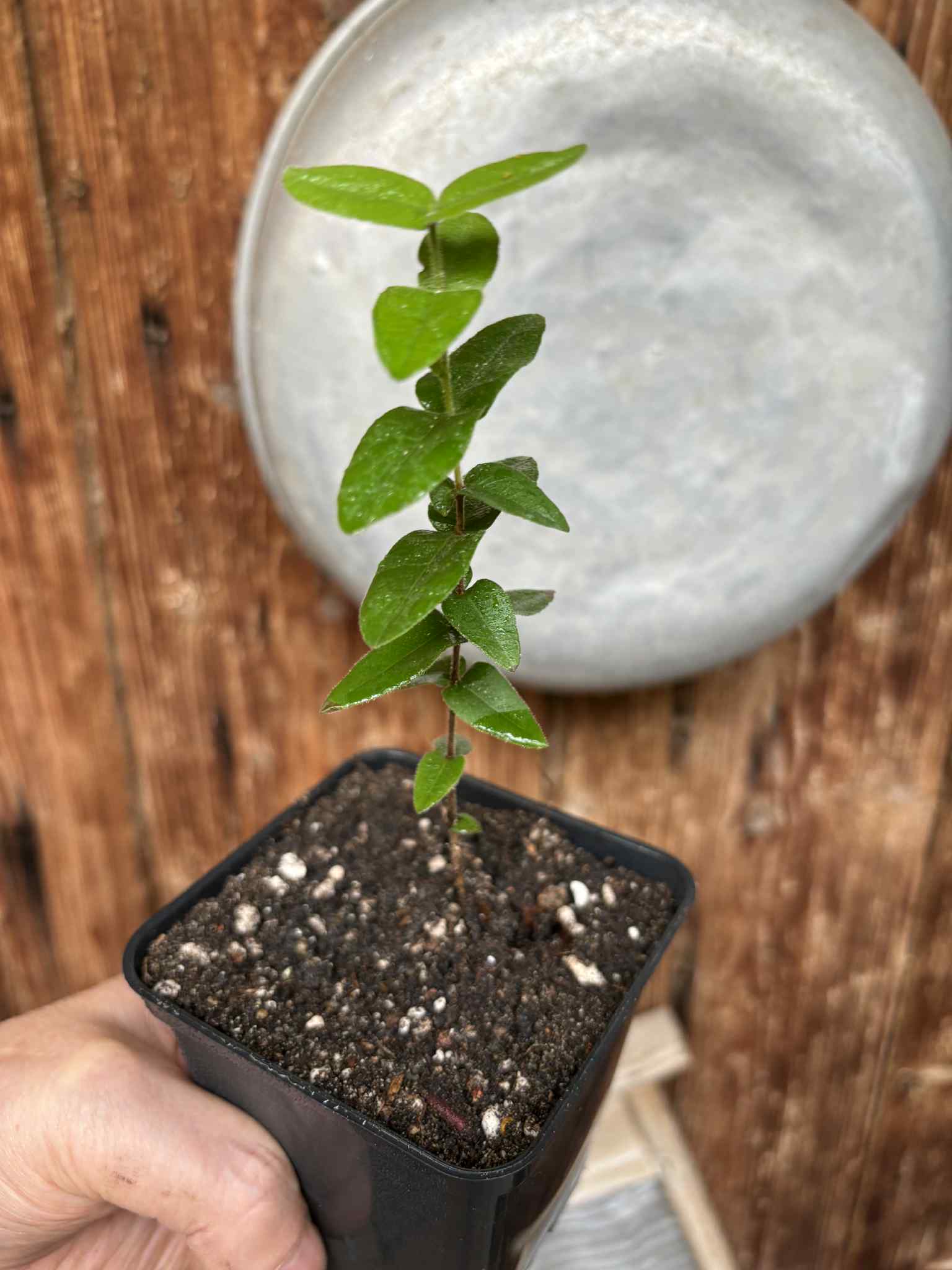 Myrciaria caerulescens (Roxa - Blue Guaquiea) - 1 potted seedling / 1 getopfter Sämling Myrciaria caerulescens (Roxa - Blue Guaquiea) - 1 potted seedling / 1 getopfter Sämling