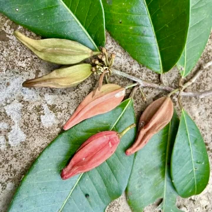 Pre Order - Chrysophyllum splendens  - 1 fresh seed / 1 frischer Samen