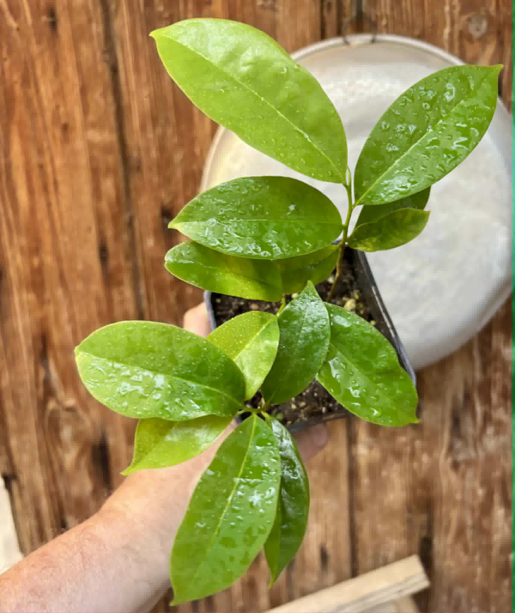 3 in 1 pot - Annona muricata - Soursop / Stachelannone - 3 seedlings in one pot / 3 Sämlinge in einem Topf 