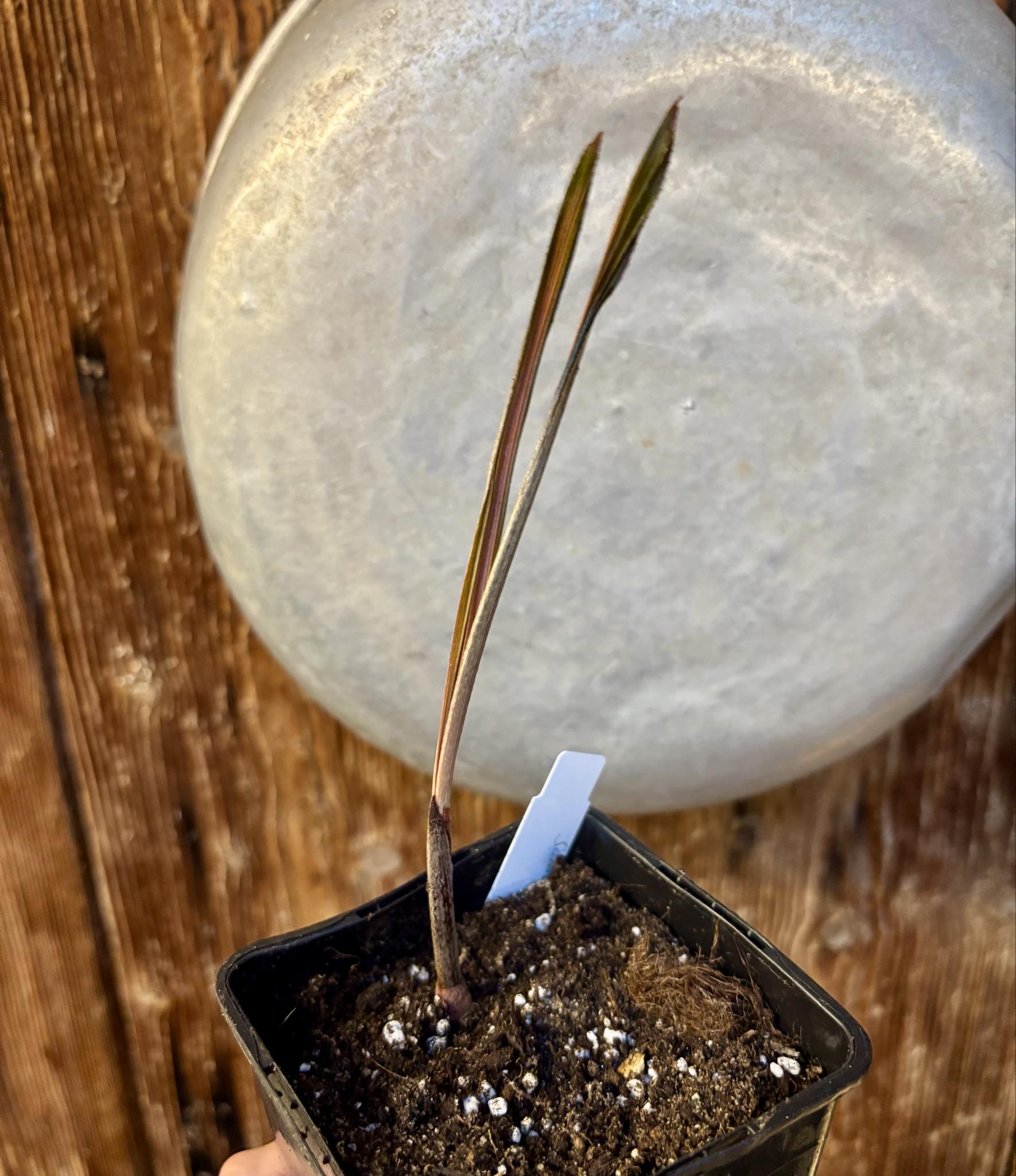 Salak (Salacca zalacca) -  1 potted seedling / 1 getopfter Sämling