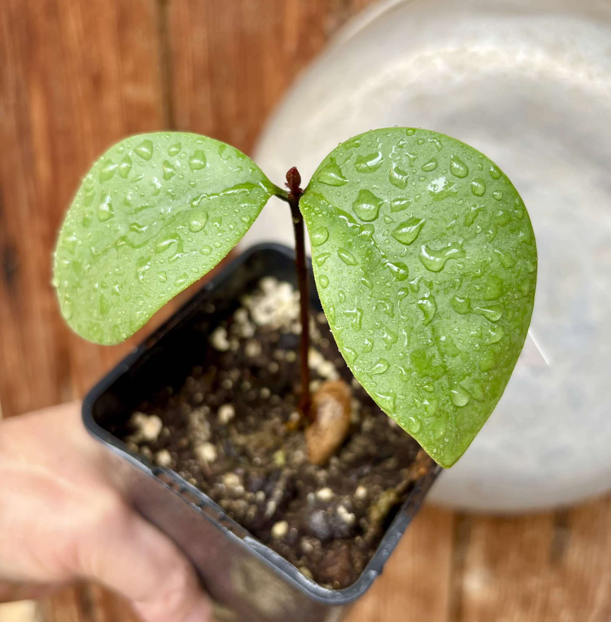 Eugenia sp Unana -  1 small potted seedling / 1 kleiner getopfter Sämling