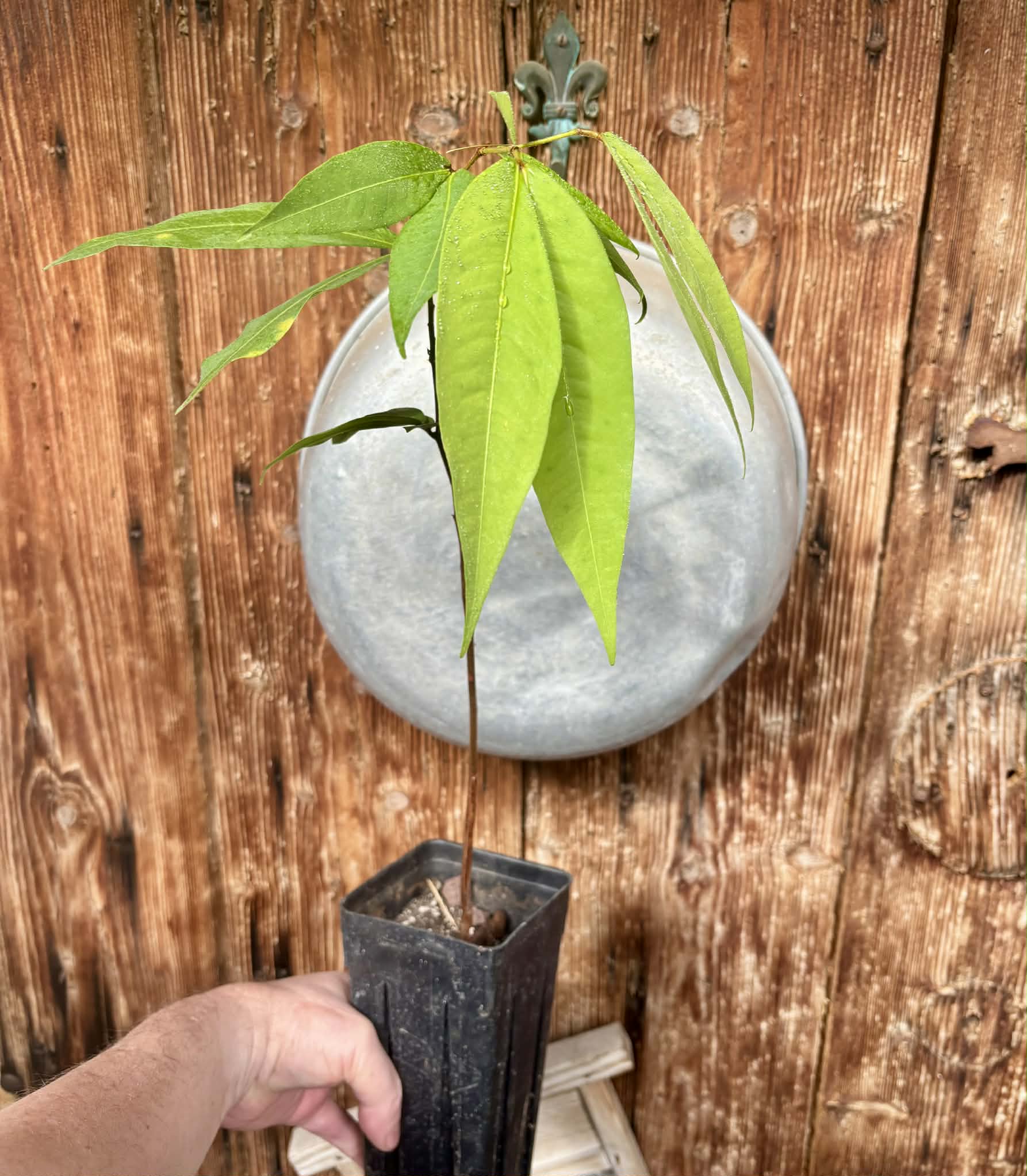 Kekatong (Cynometra malaccensis) - 1 potted plant / 1 getopfte Pflanze