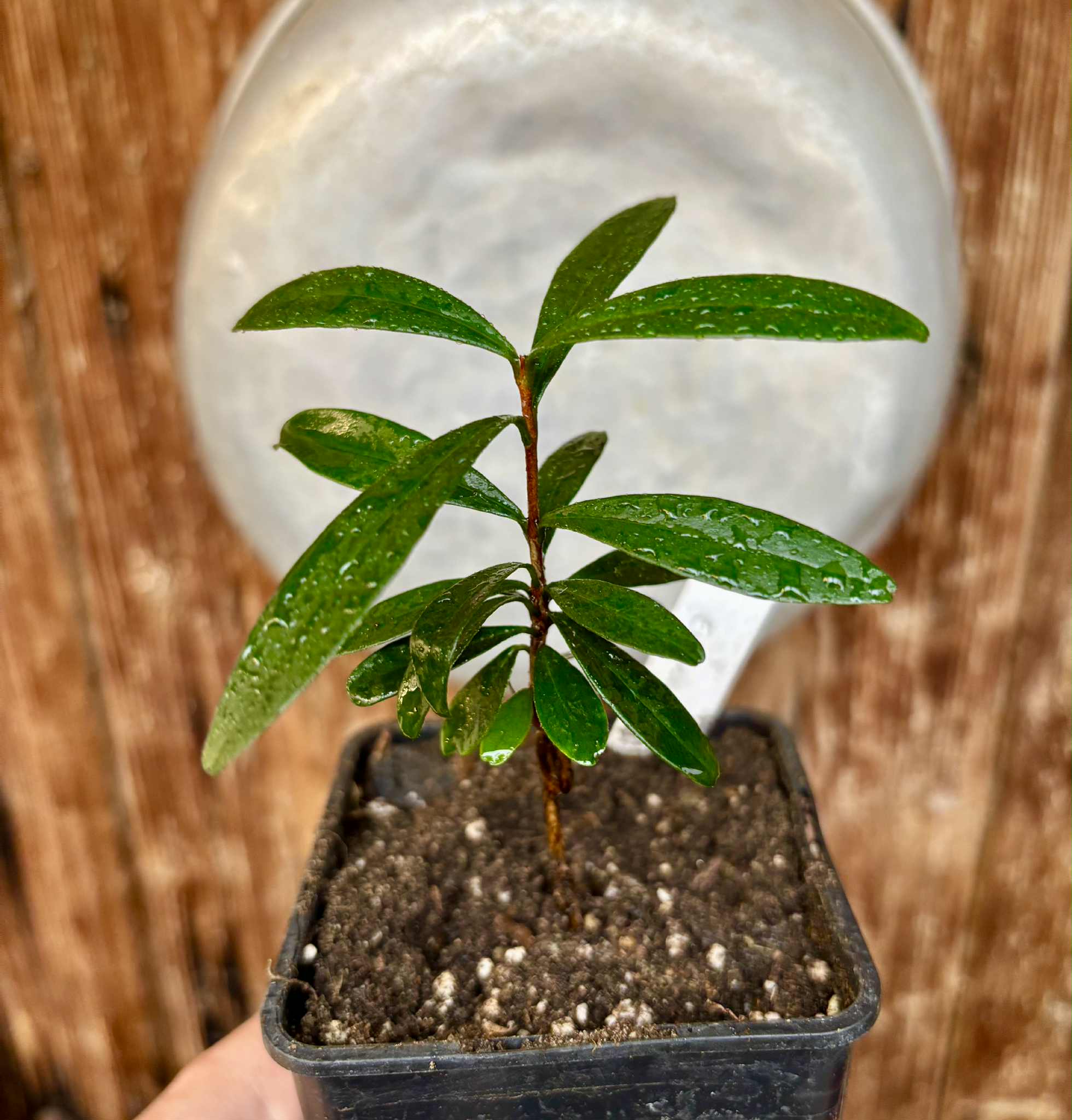 Pitomba (Eugenia luschnathiana) - 1 potted plant / 1 getopfte Pflanze