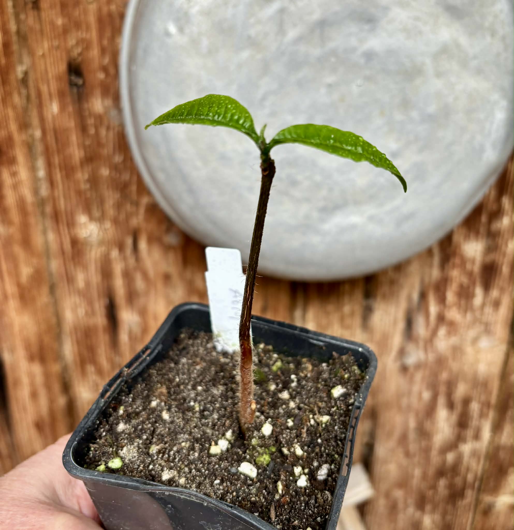 Abiu (Pouteria caimito) - 1 potted plant / 1 getopfte Pflanze