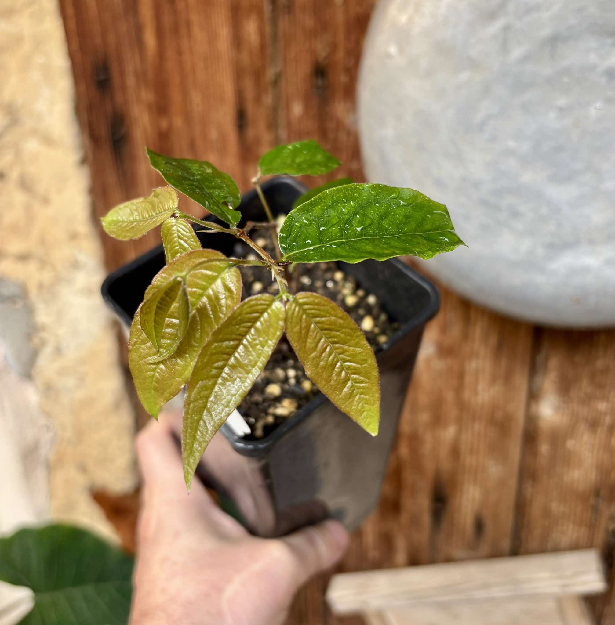 Plinia sp Giant Red Crystal - 1 potted plant / 1 getopfte Pflanze