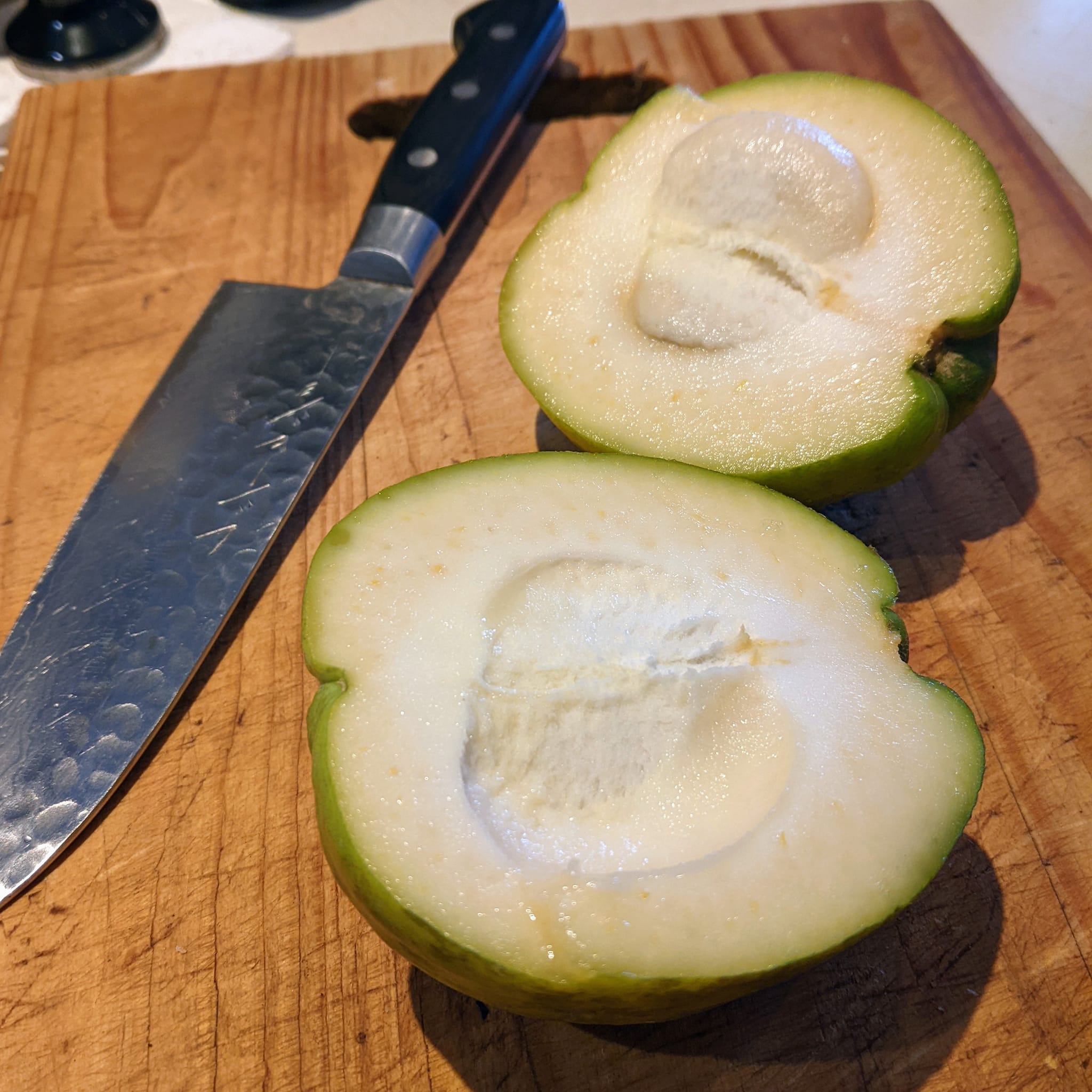 White Sapote var. Pike (Casimiroa edulis) - 1 frischer Samen / 1 frischer Samen