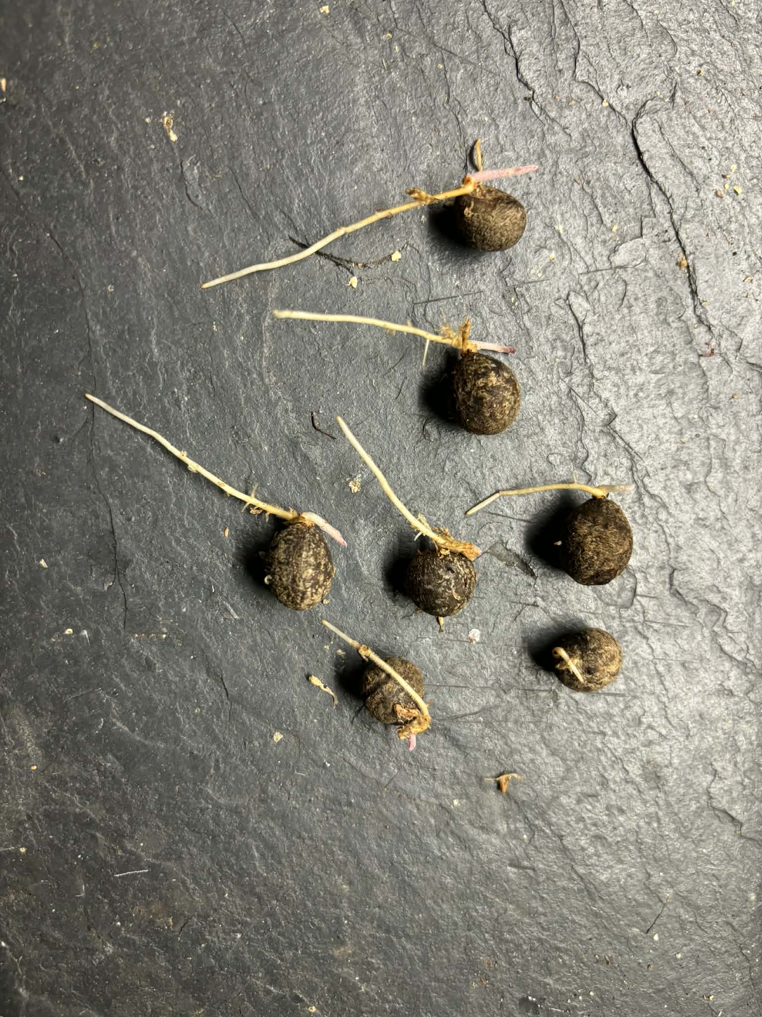 Eugenia pisiformis var Urucucu - 1 germinated seed / 1 gekeimter Samen