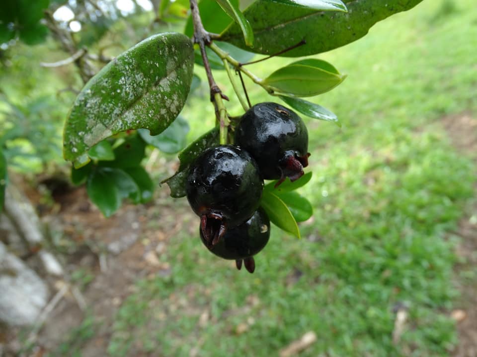 Eugenia aff ligustrina - 1 potted plant / 1 getopfte Pflanze Eugenia aff ligustrina - 1 potted plant / 1 getopfte Pflanze